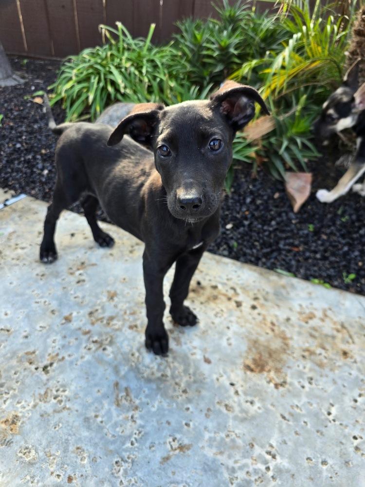 Pippin, a Adoptable mixed breed in Pleasant Hill, CA image 3/6