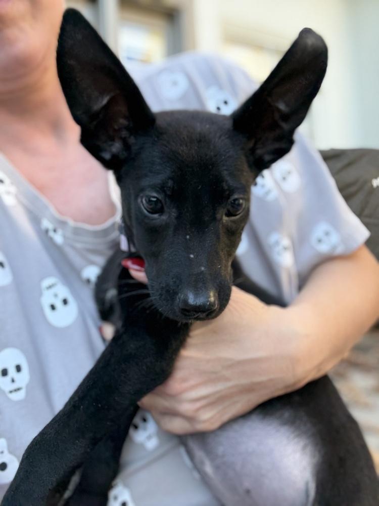 Pippin, a Adoptable mixed breed in Pleasant Hill, CA image 4/6