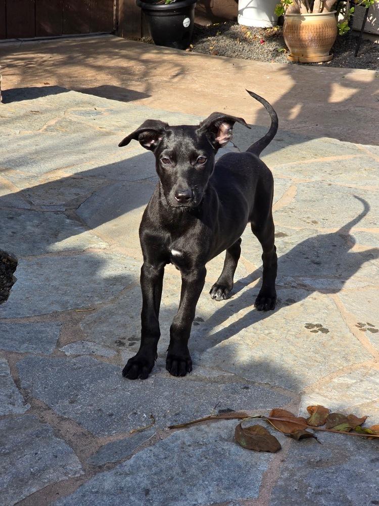 Pippin, a Adoptable mixed breed in Pleasant Hill, CA image 5/6