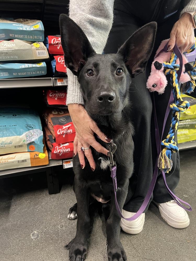 Enlarge Pippin, a Adoptable mixed breed in Pleasant Hill, CA image 6/6
