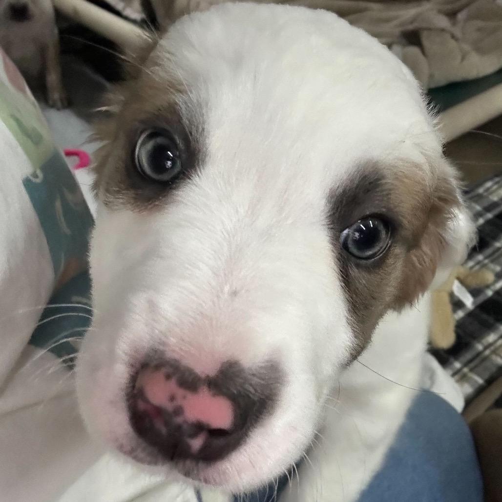 Froglet, Adoptable, Puppy Male Mixed Breed.