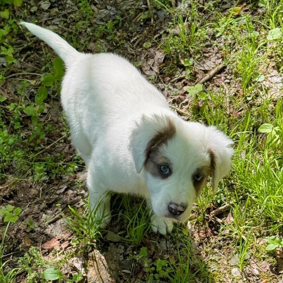 Froglet, a Adoptable Mixed Breed in Waynesville, NC image 2/3