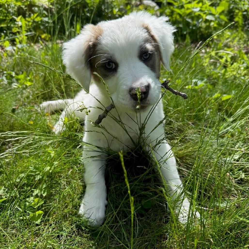 Froglet, a Adoptable Mixed Breed in Waynesville, NC image 3/3