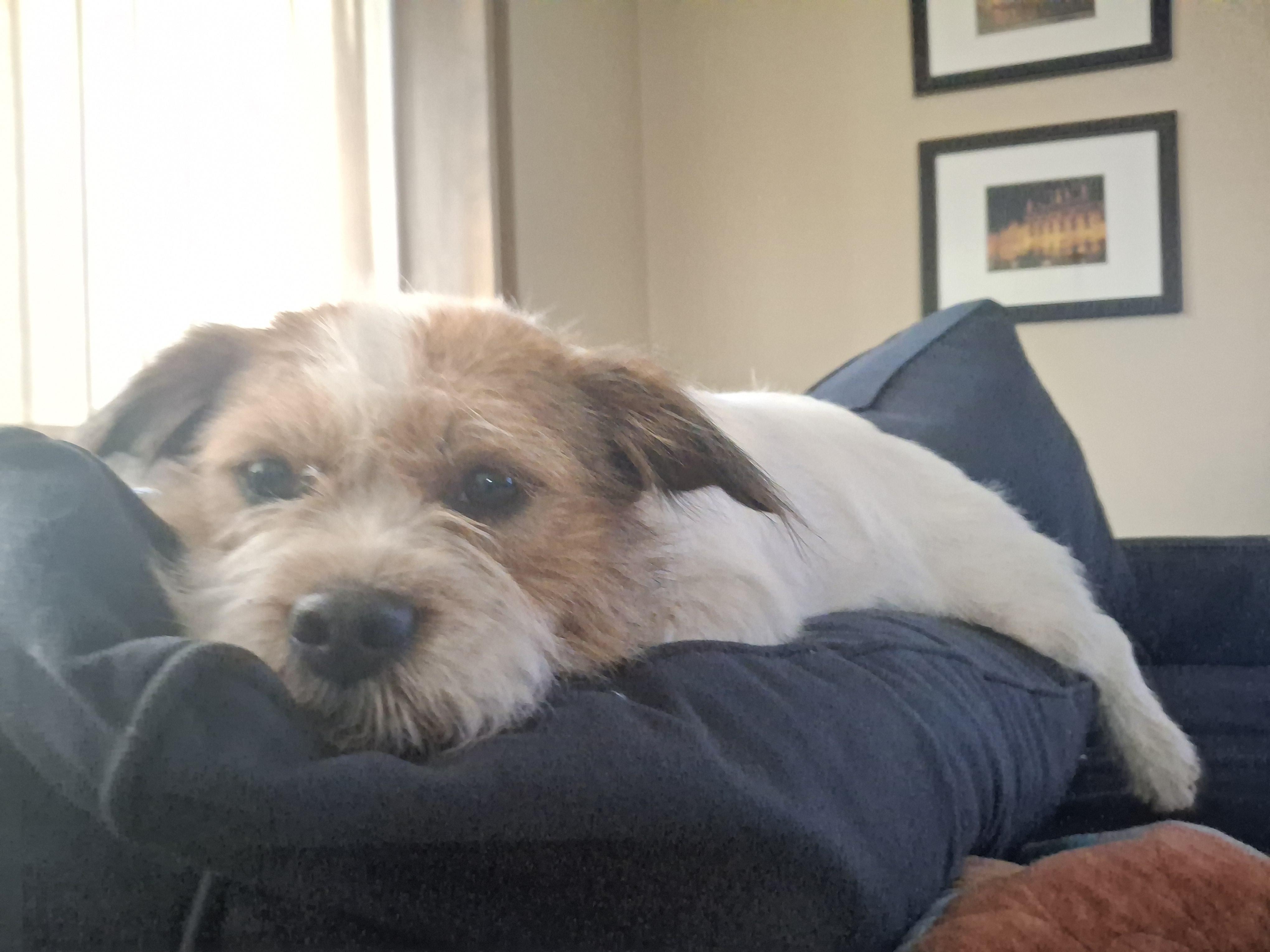 Enlarge Maisie, an adopted mixed breed in Minneapolis, MN image 5/6