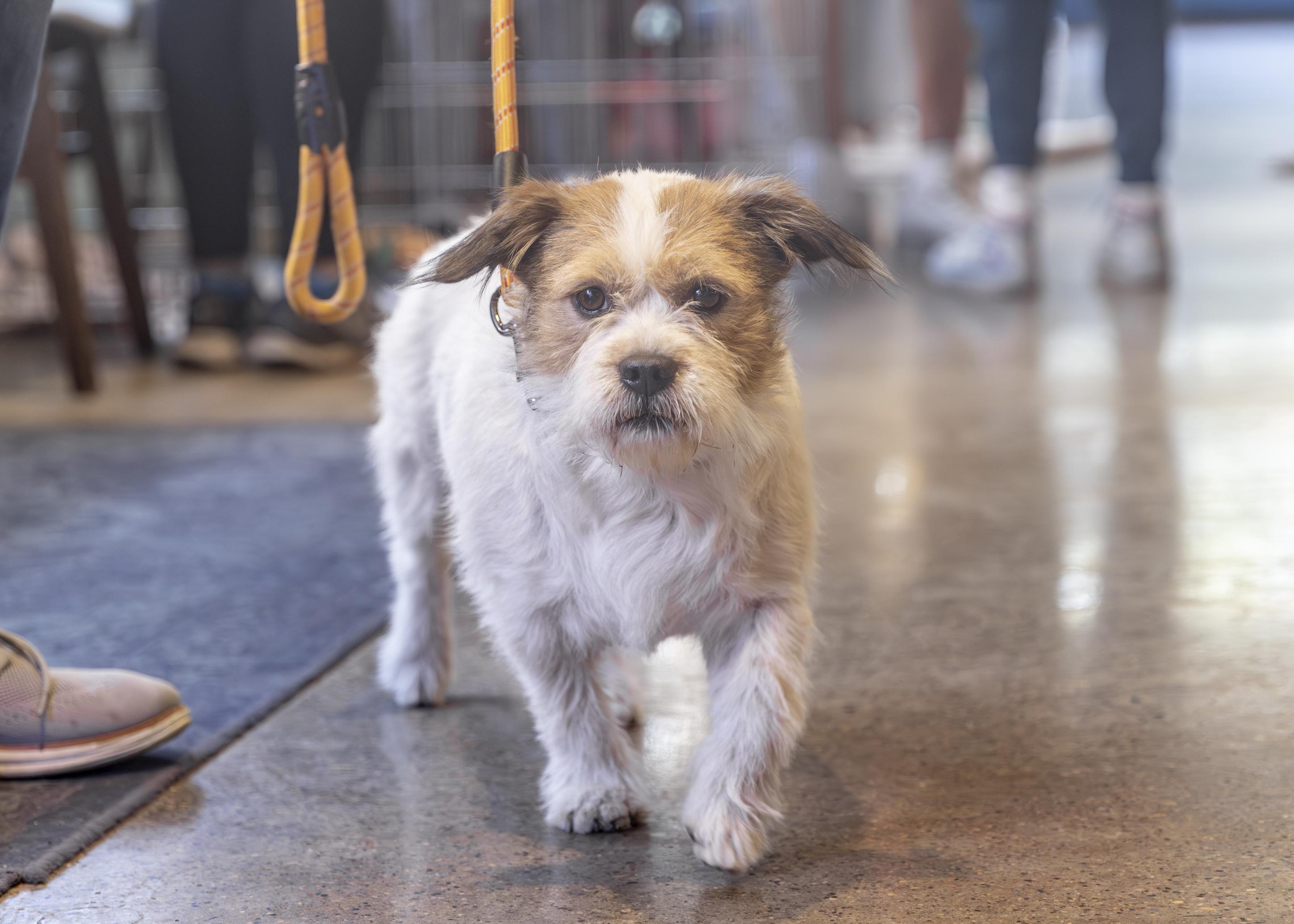 Enlarge Maisie, an adopted mixed breed in Minneapolis, MN image 2/6