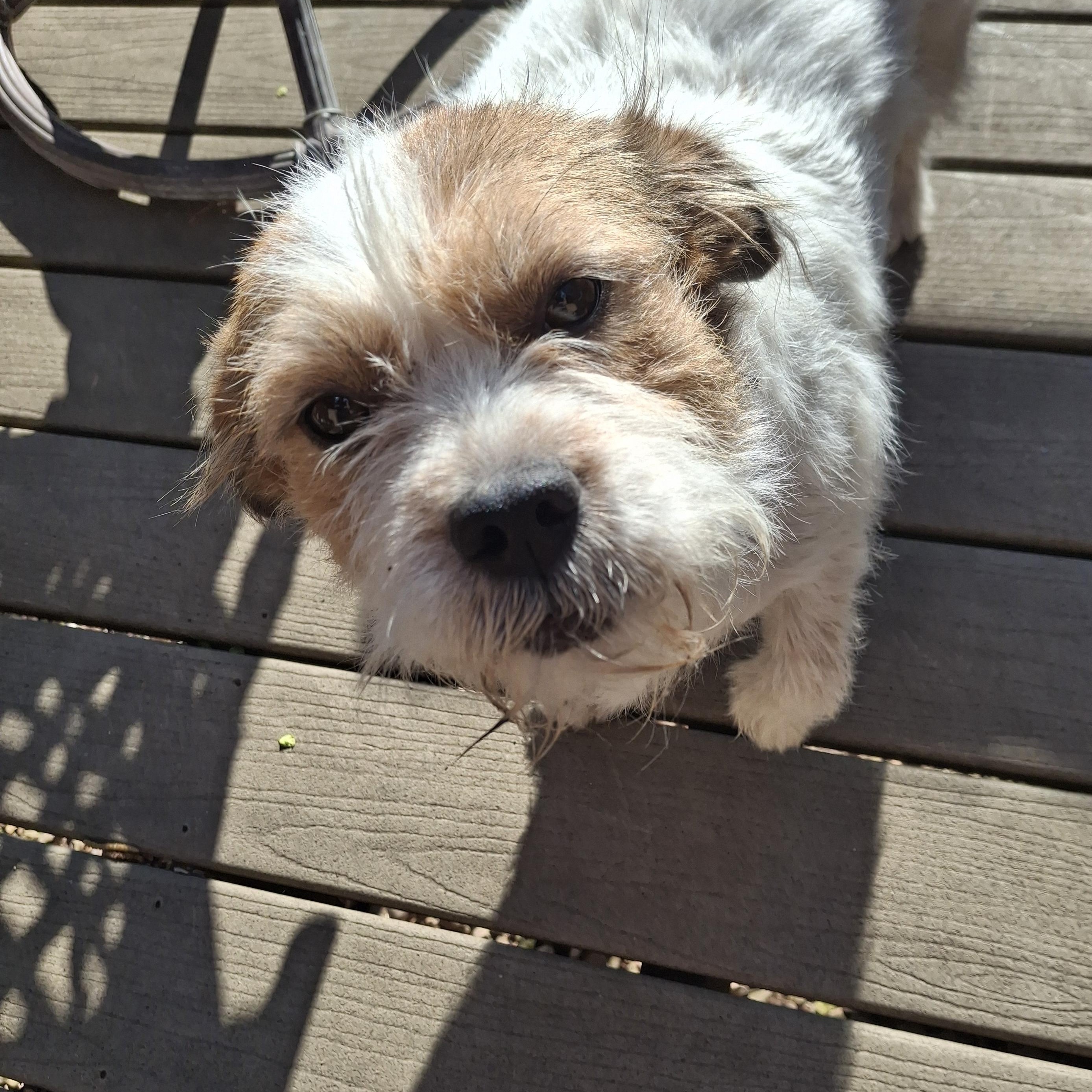 Enlarge Maisie, an adopted mixed breed in Minneapolis, MN image 4/6