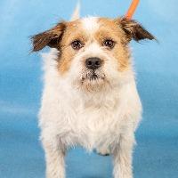 Enlarge Maisie, an adopted mixed breed in Minneapolis, MN image 3/6