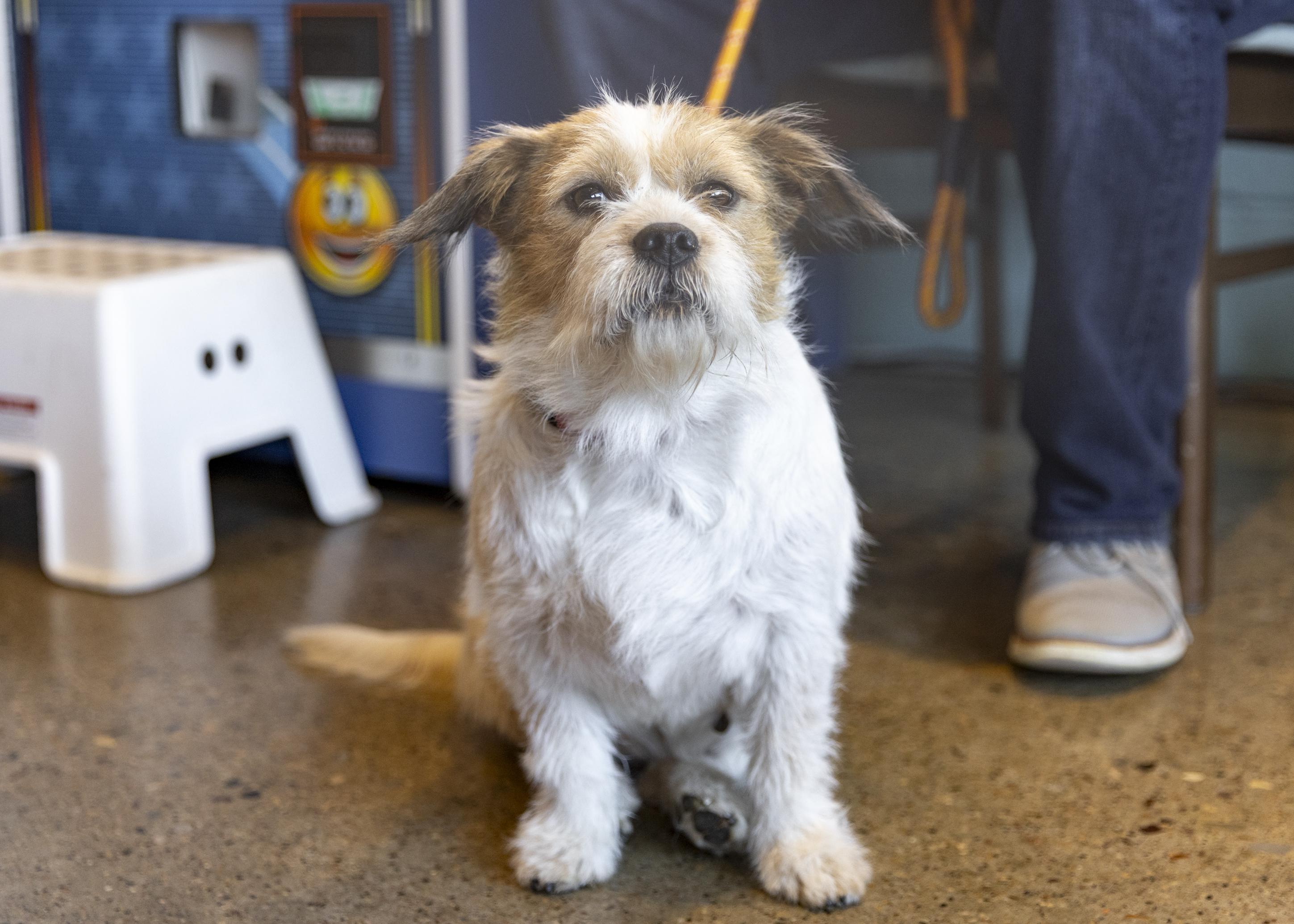 Enlarge Maisie, an adopted mixed breed in Minneapolis, MN image 1/6