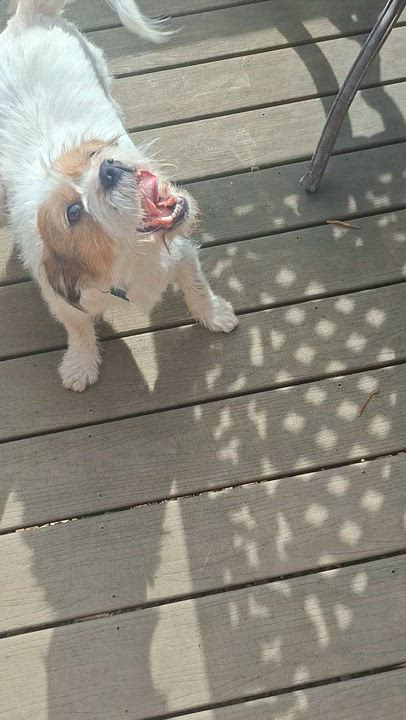 Enlarge Maisie, an adopted mixed breed in Minneapolis, MN video 6/6