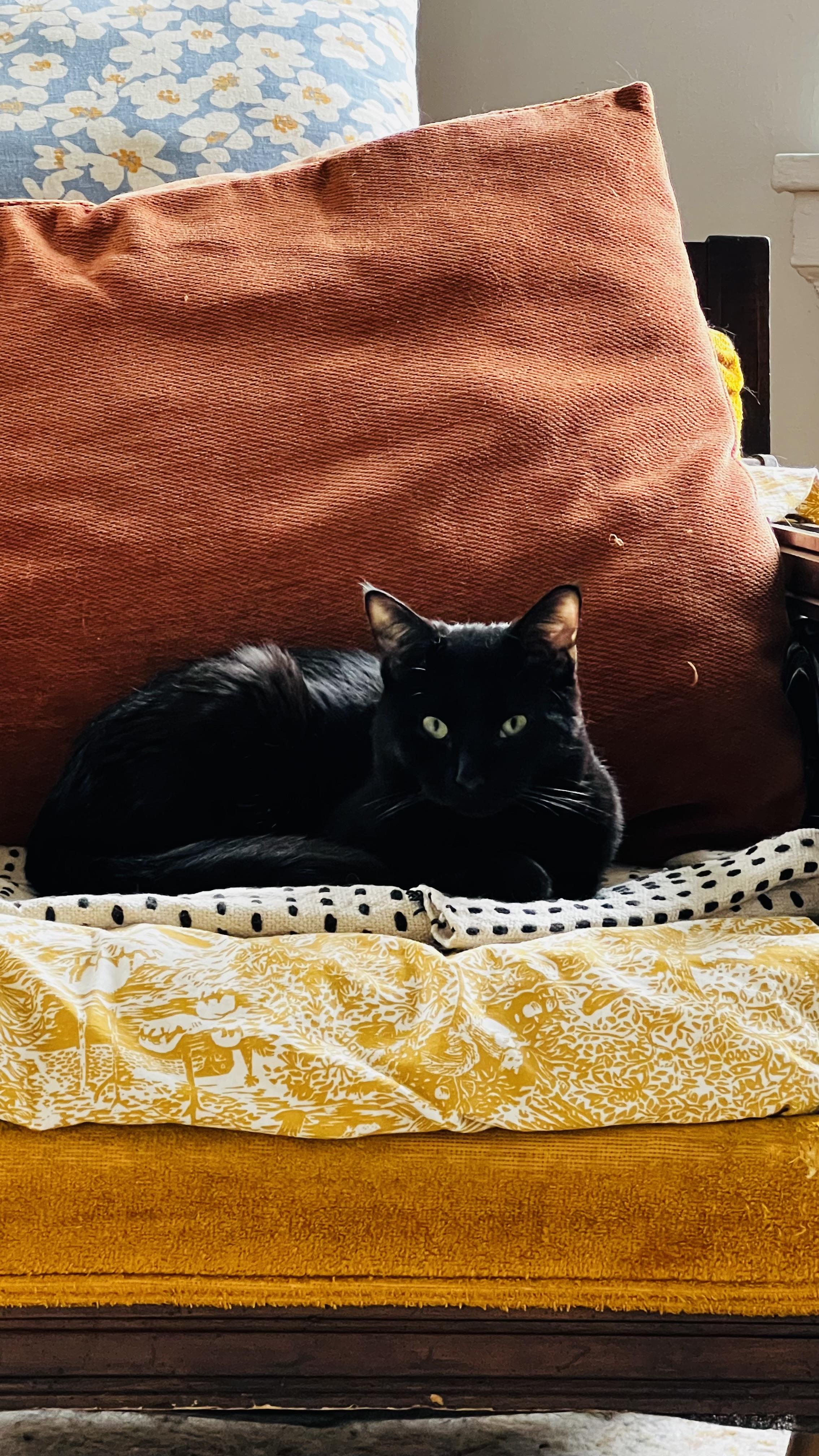 Enlarge Gomez, a ADOPTABLE Domestic Short Hair in Ardsley, NY image 3/3