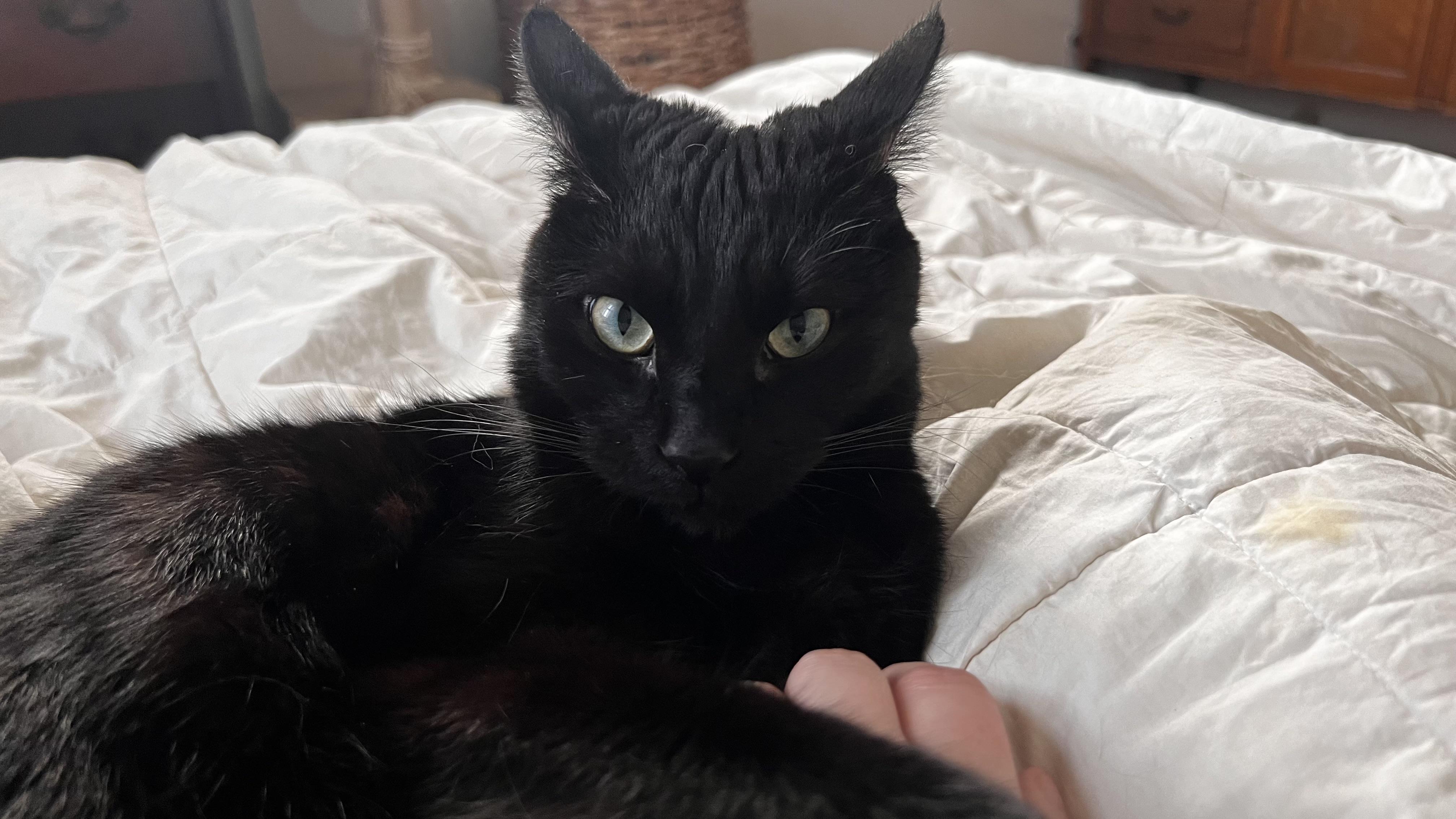 Enlarge Gomez, a ADOPTABLE Domestic Short Hair in Ardsley, NY image 2/3