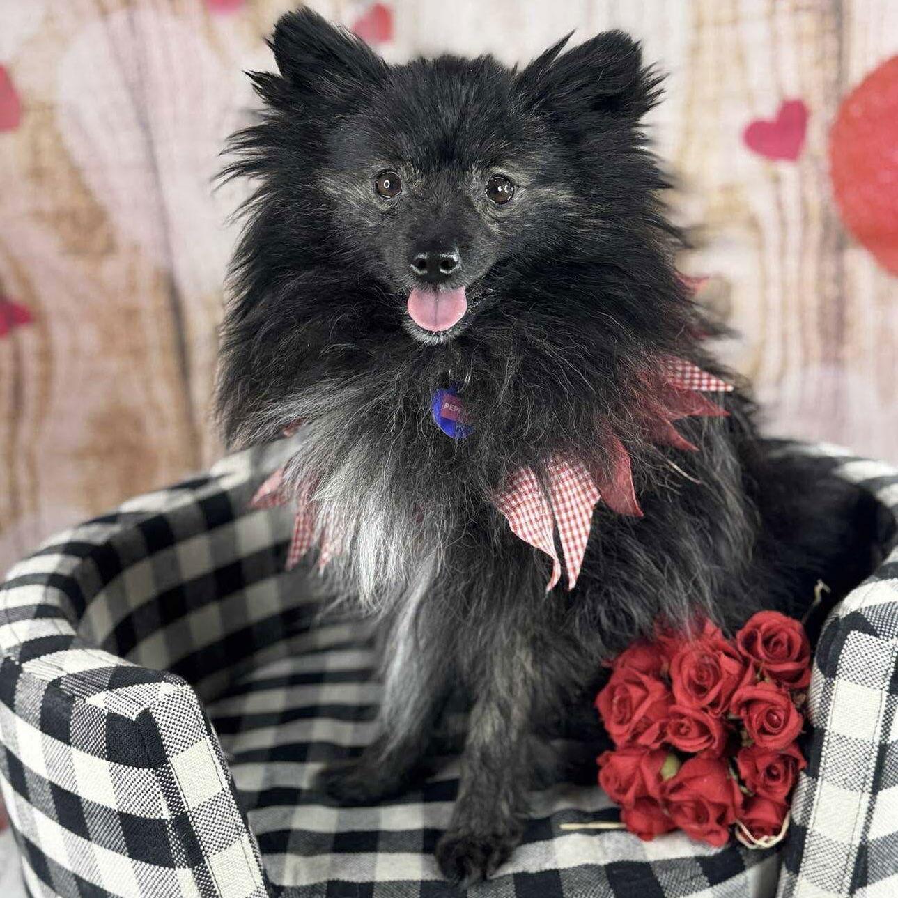 Pepper, Adoptable, Young Male Pomeranian.