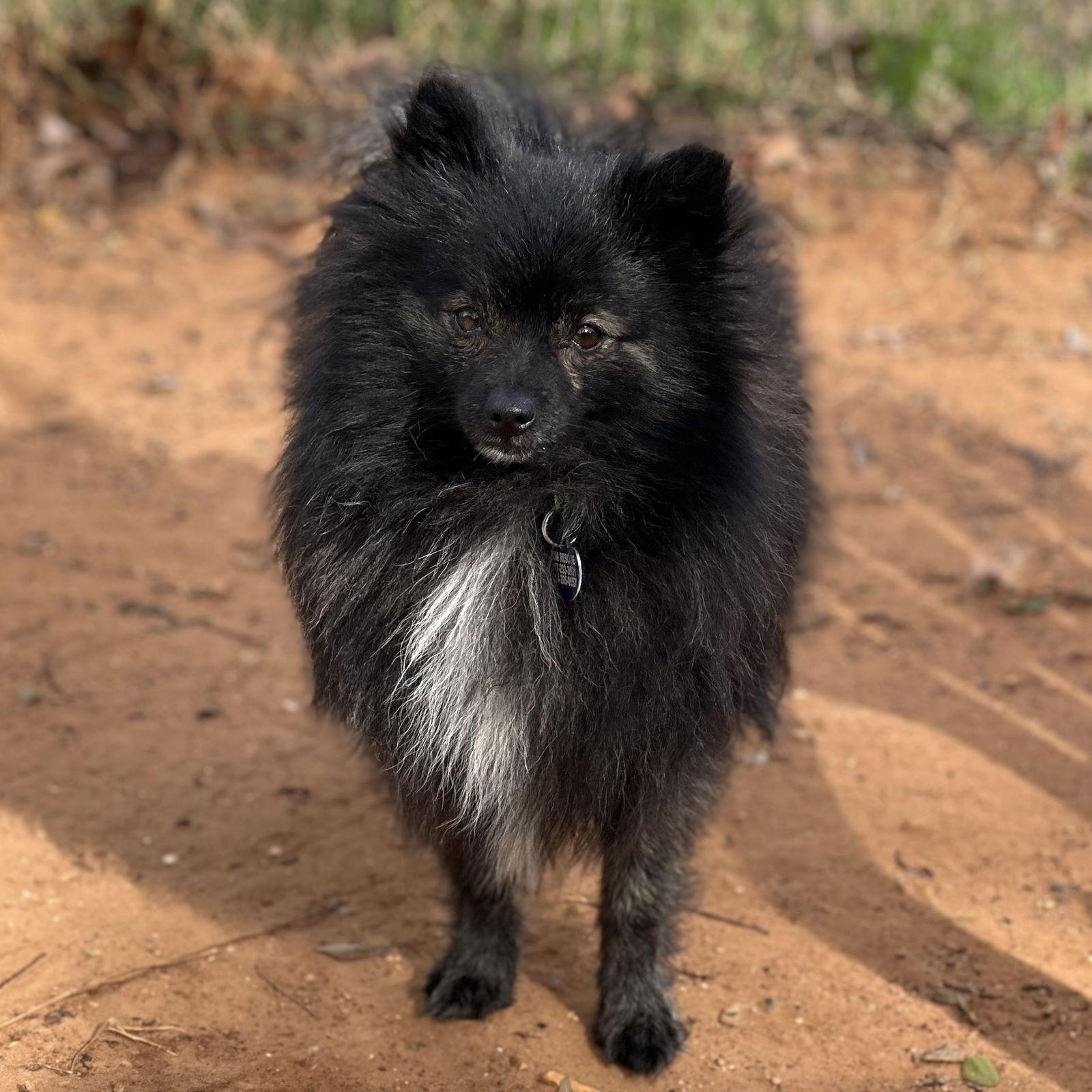 Enlarge Pepper, a Adoptable Pomeranian in Garland, TX image 2/3