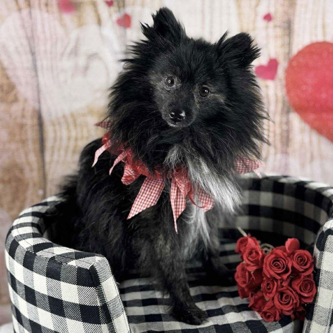 Enlarge Pepper, a Adoptable Pomeranian in Garland, TX image 3/3