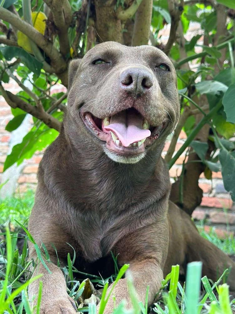 CHOCO, Adoptable, Adult Male Pit Bull Terrier.