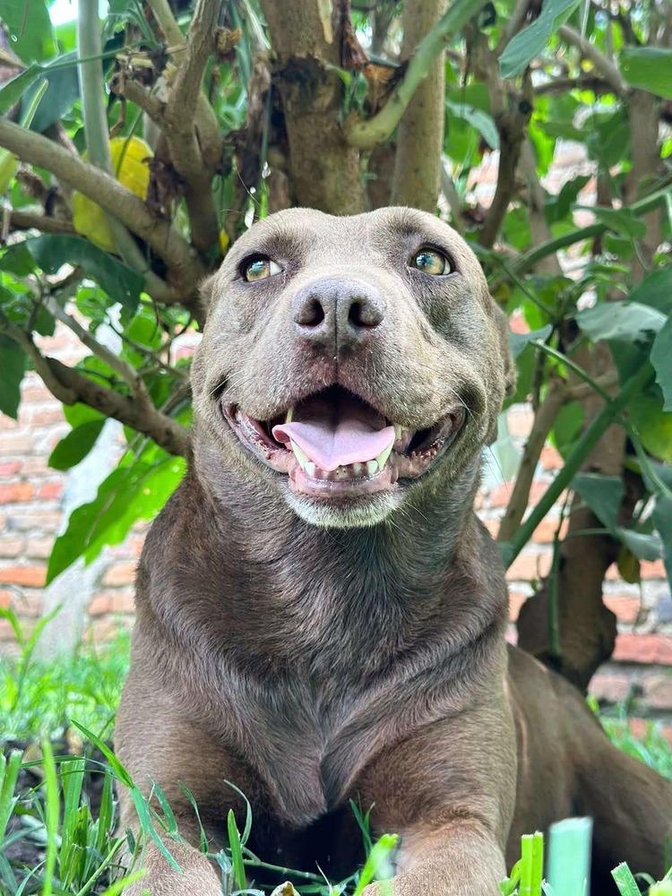 Enlarge CHOCO, a Adoptable Pit Bull Terrier in Ajijic Centro, JAL image 2/2