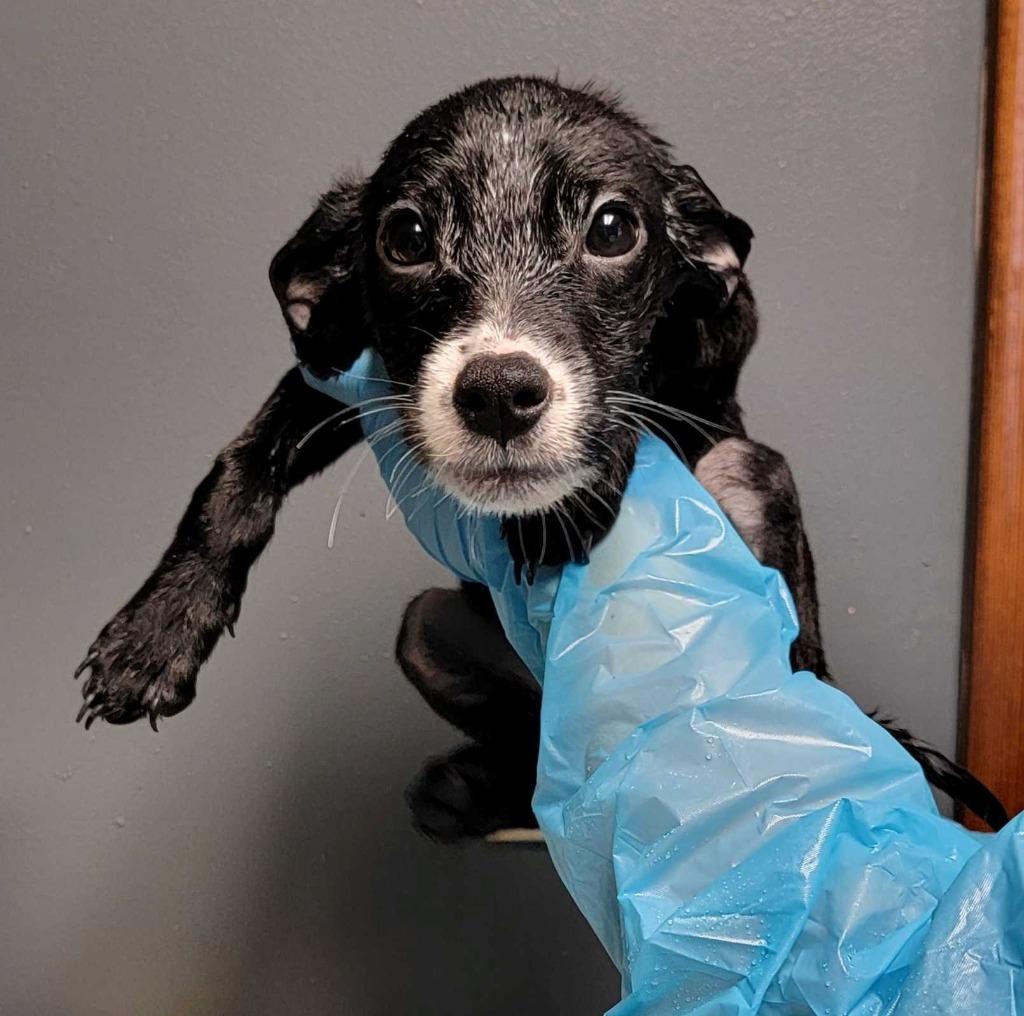 Enlarge Lake, a Adoptable mixed breed in Chillicothe, OH image 1/1