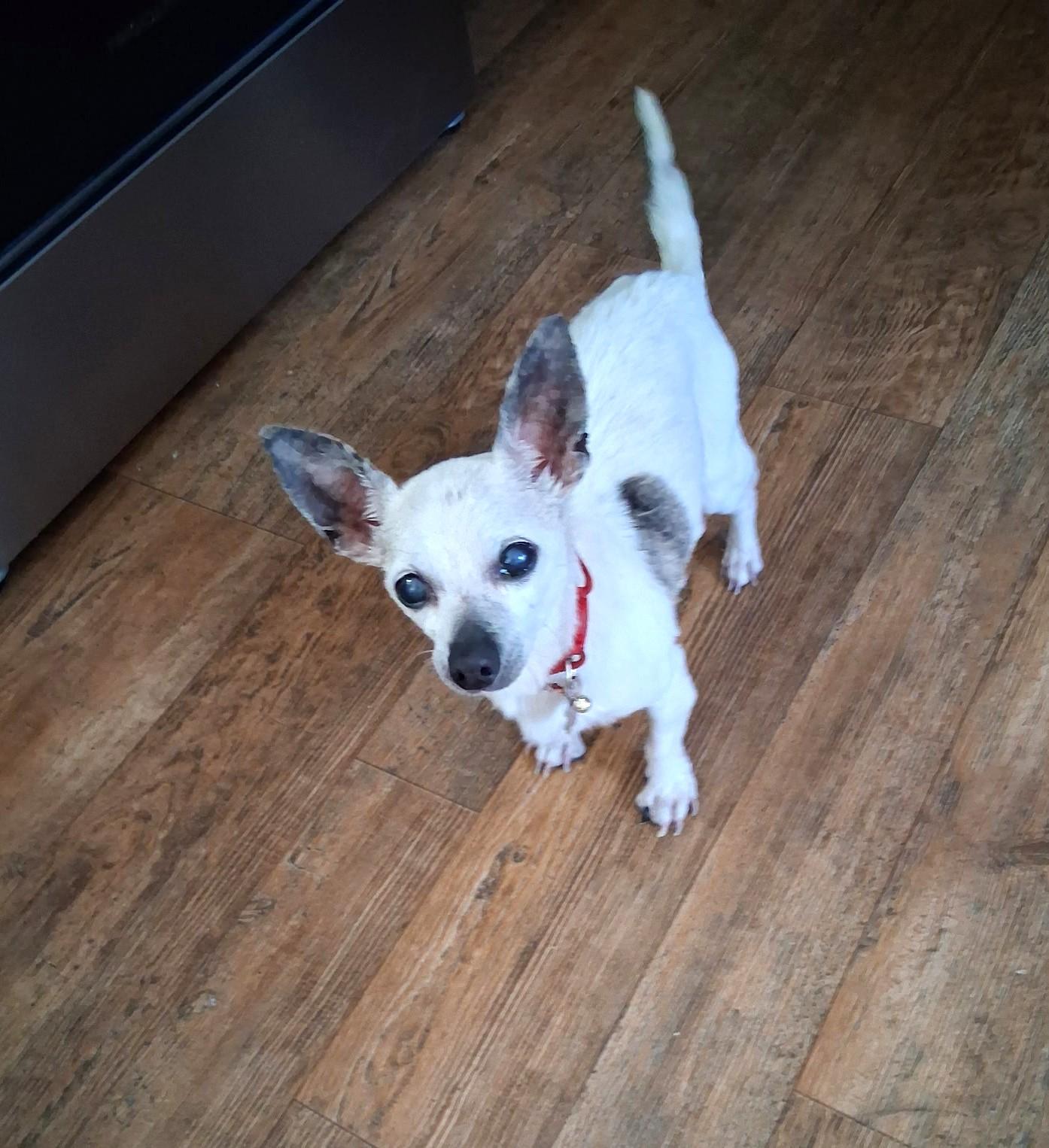 Enlarge Chi Chi - IN FOSER HOME - AVAILABLE TO ADOPT, a ADOPTABLE Chihuahua in Clayton, NC image 2/3