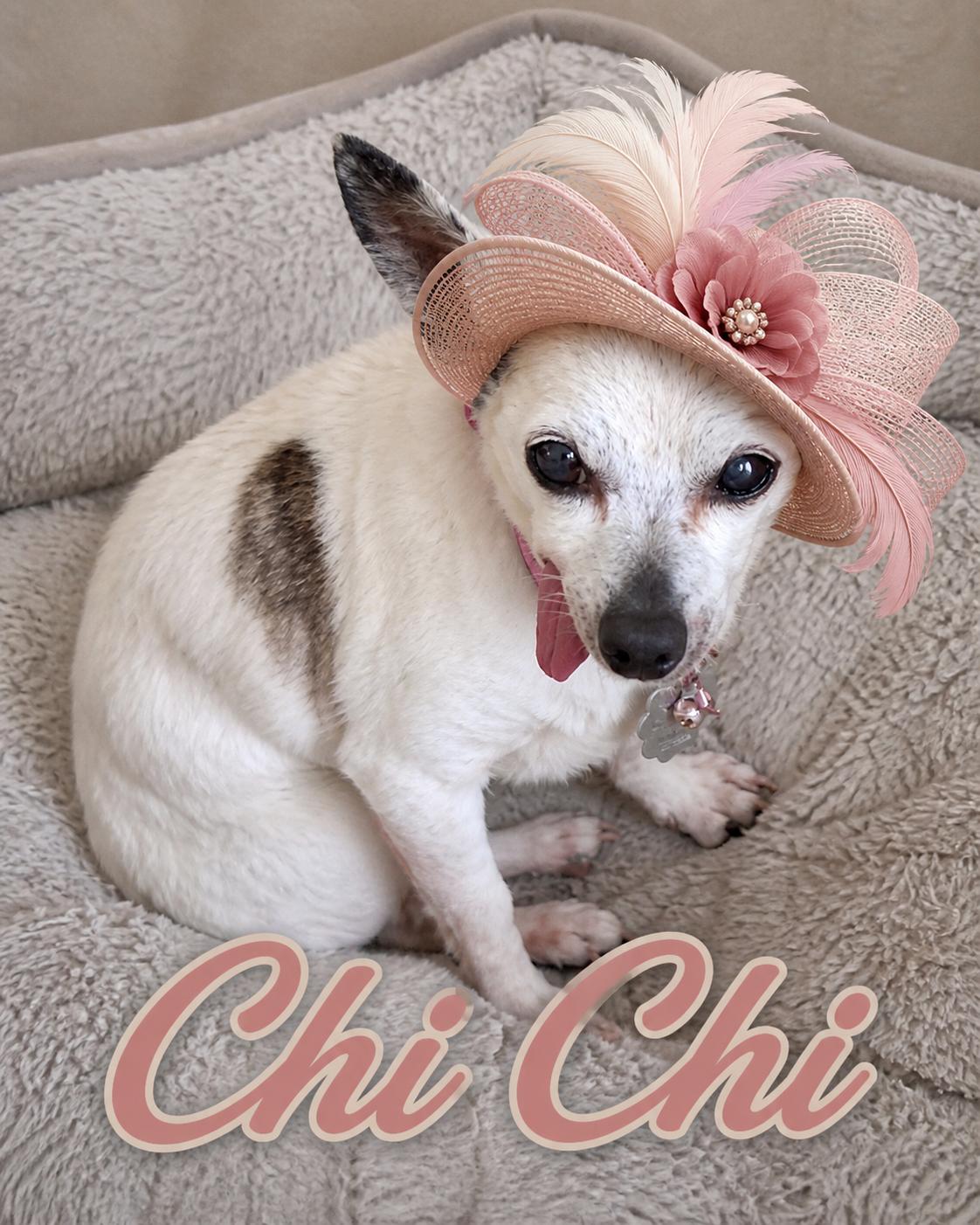 Enlarge Chi Chi - IN FOSER HOME - AVAILABLE TO ADOPT, a ADOPTABLE Chihuahua in Clayton, NC image 1/3