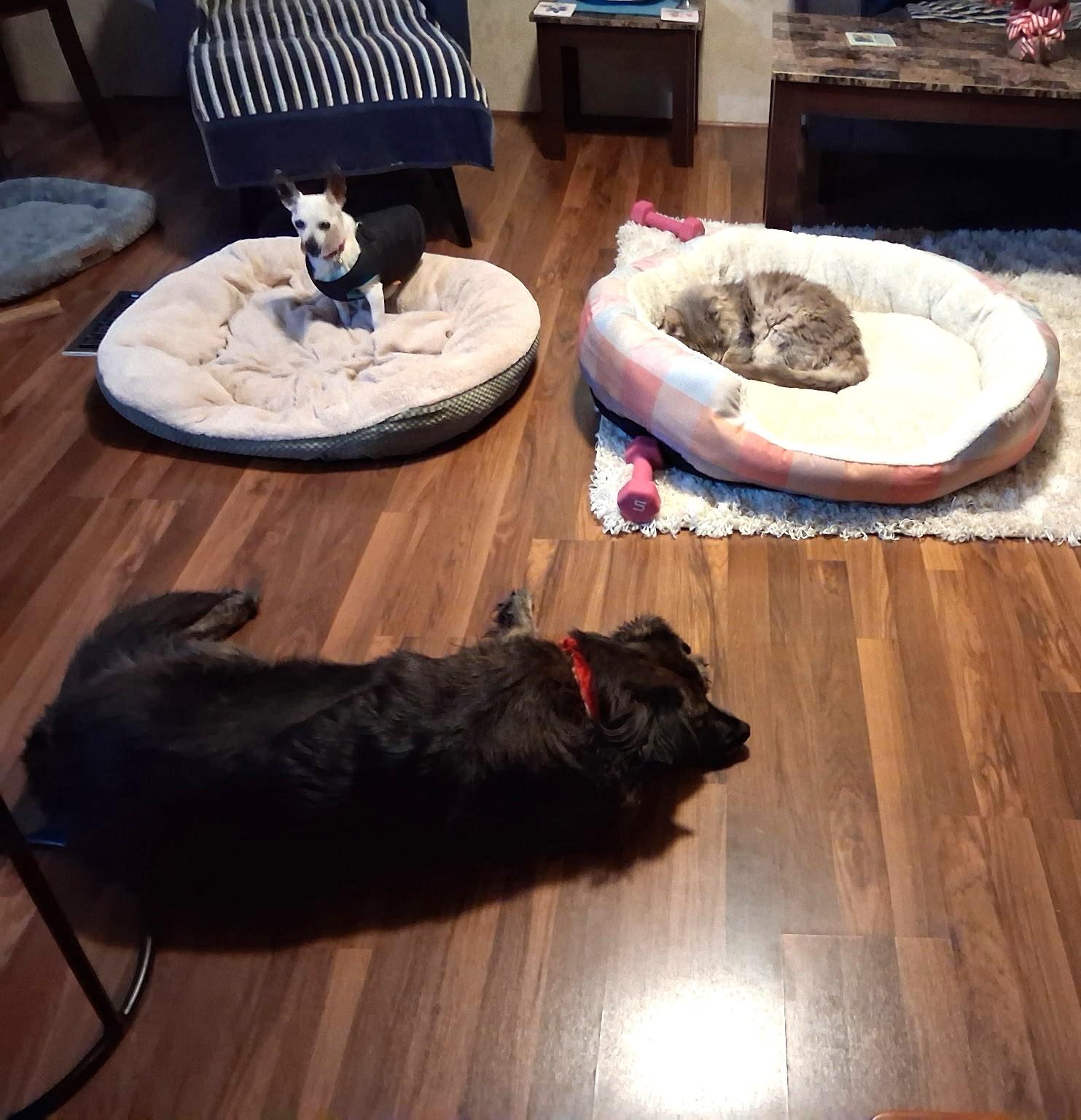 Enlarge Chi Chi - IN FOSER HOME - AVAILABLE TO ADOPT, a ADOPTABLE Chihuahua in Clayton, NC image 3/3