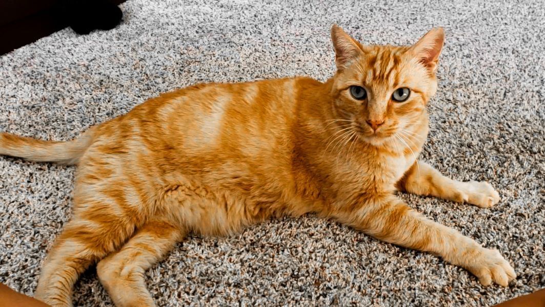 Simon, a Adoptable mixed breed in Santa Cruz, CA image 1/12