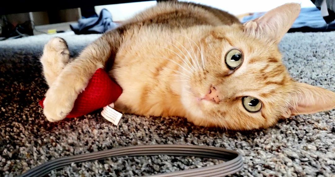 Simon, a Adoptable mixed breed in Santa Cruz, CA image 2/12