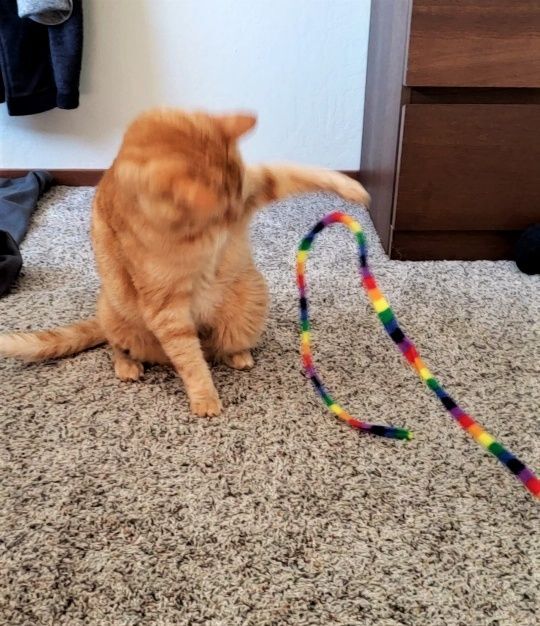 Simon, a Adoptable mixed breed in Santa Cruz, CA image 3/12