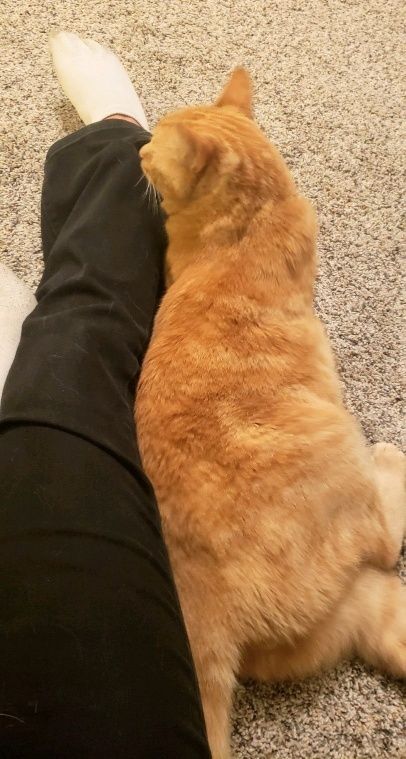 Simon, a Adoptable mixed breed in Santa Cruz, CA image 4/12