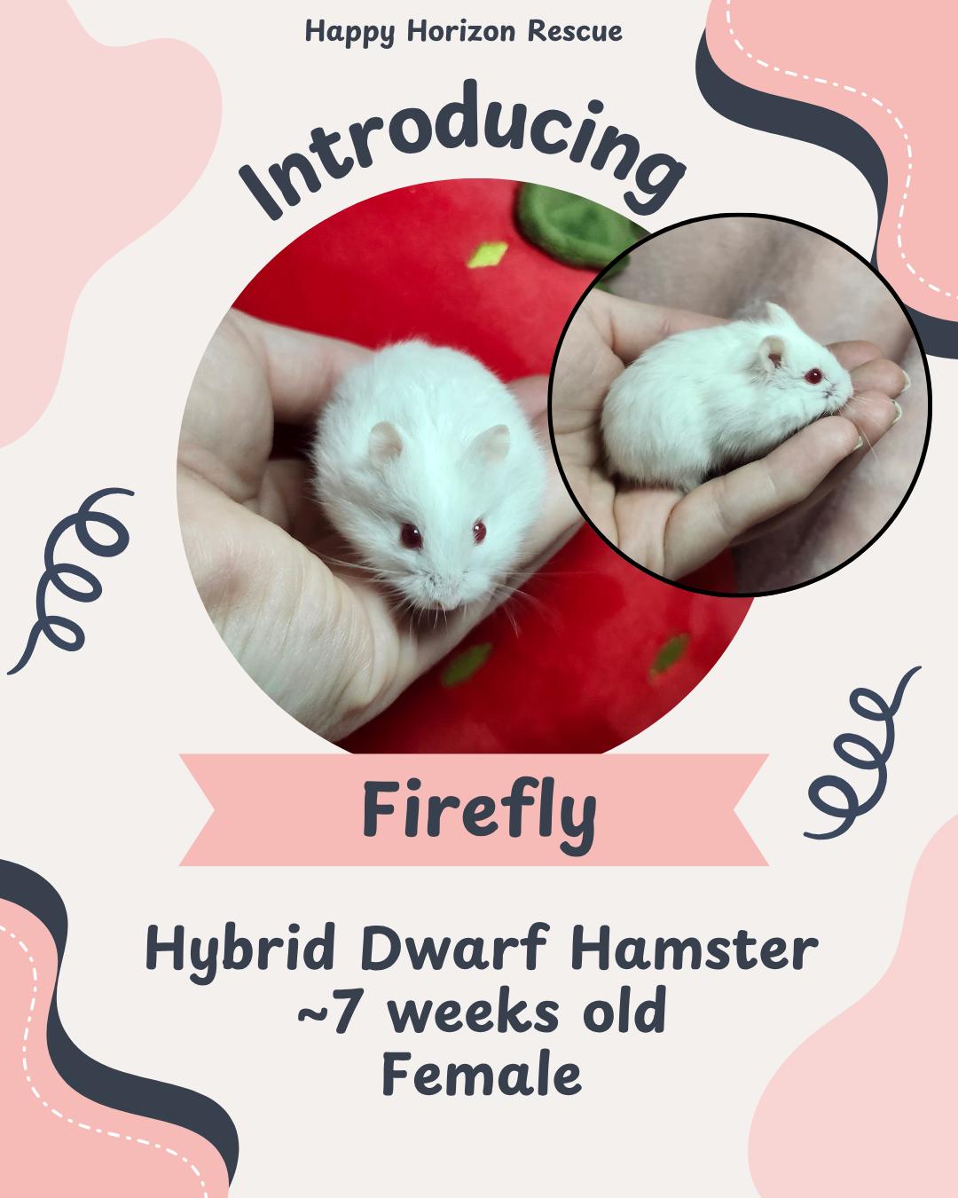 Enlarge Firefly, a ADOPTABLE Hamster in West Chester, OH image 1/1
