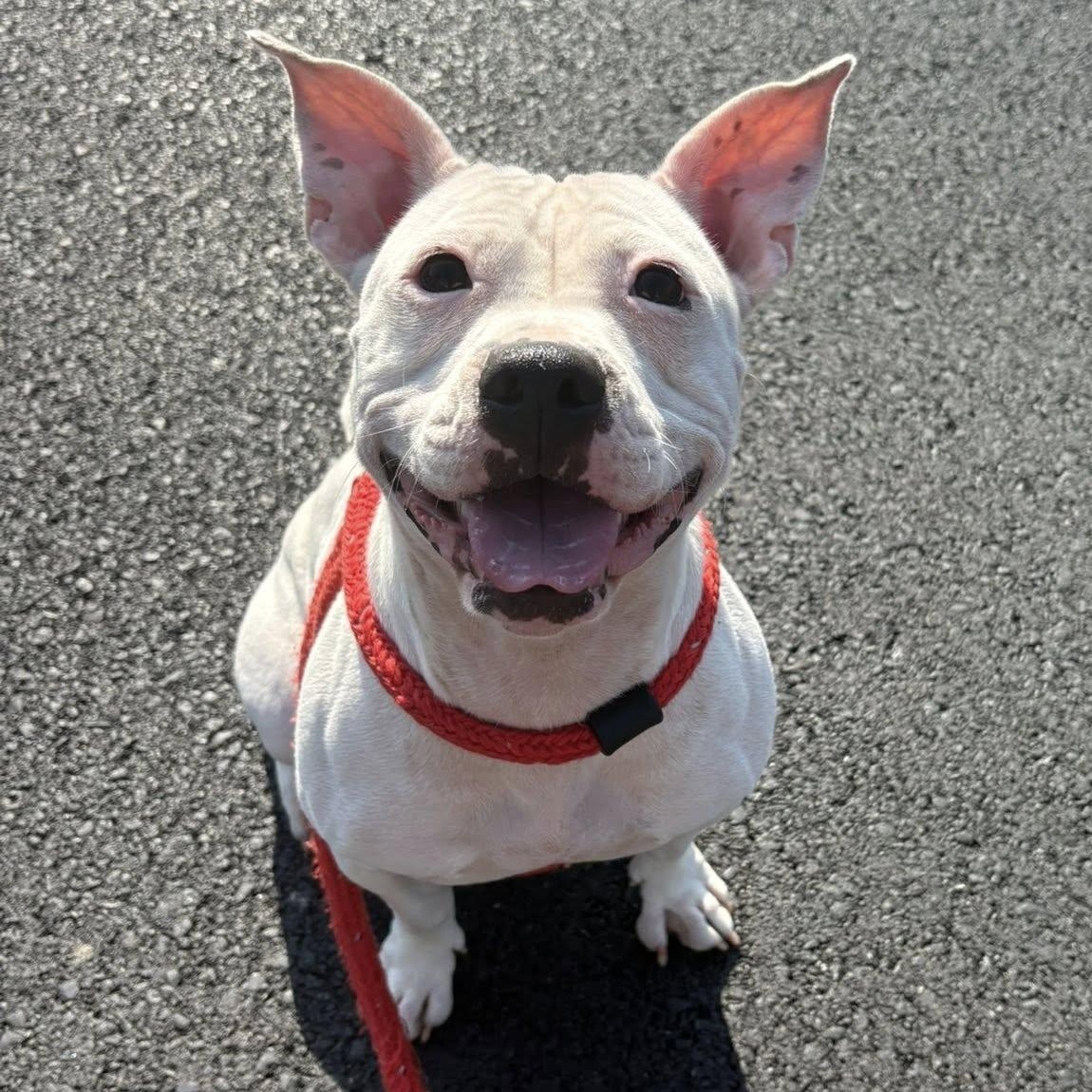 Margaret, Adoptable, Young Female Terrier.