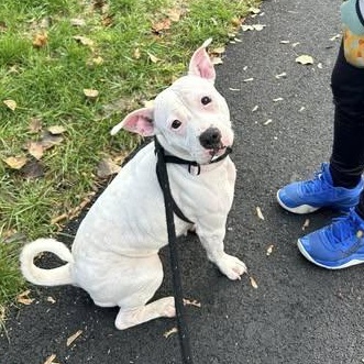 Margaret, a Adoptable Terrier in North Syracuse, NY image 4/4