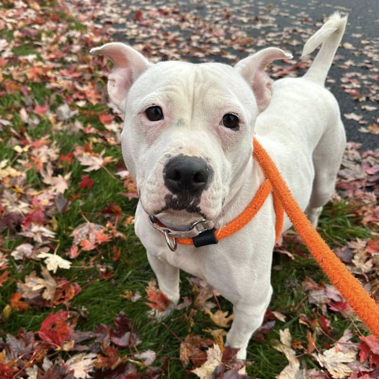 Margaret, a Adoptable Terrier in North Syracuse, NY image 2/4