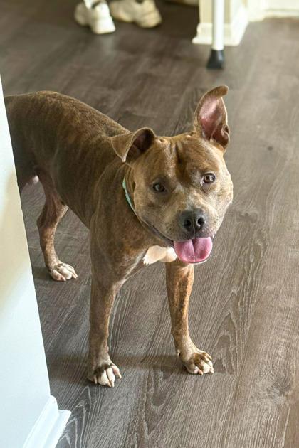 Bogo Logo thumbnail 2