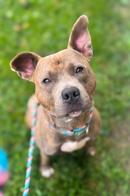 Bogo Logo thumbnail 3