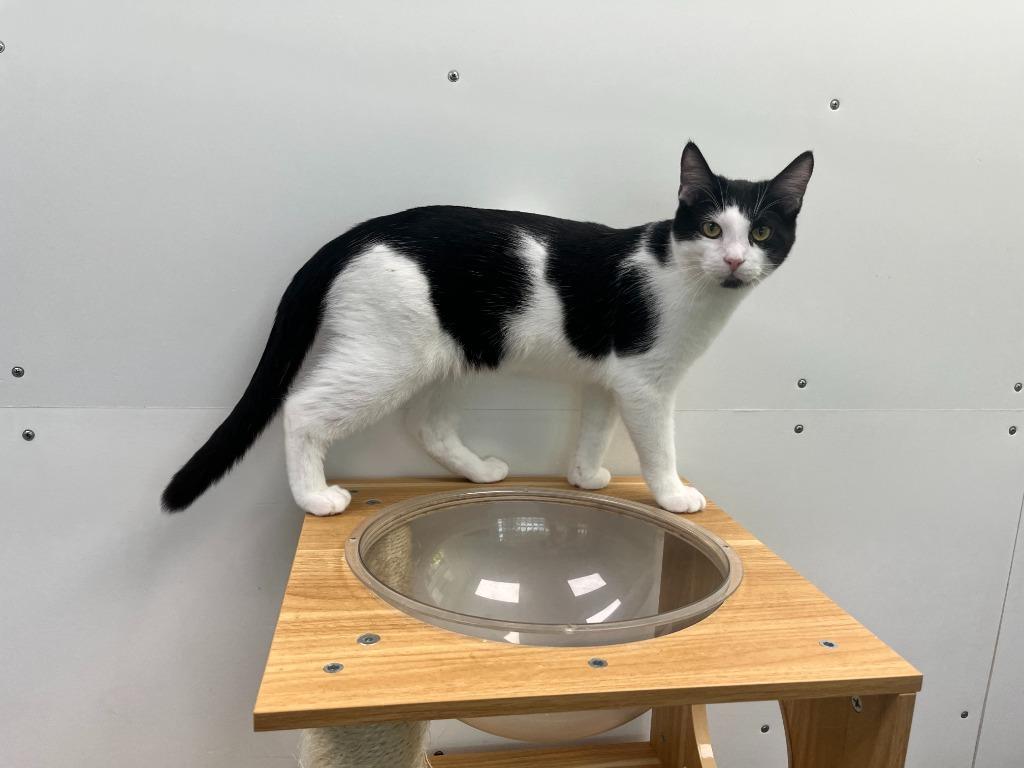 Storm, Adoptable, Kitten Male Domestic Short Hair.