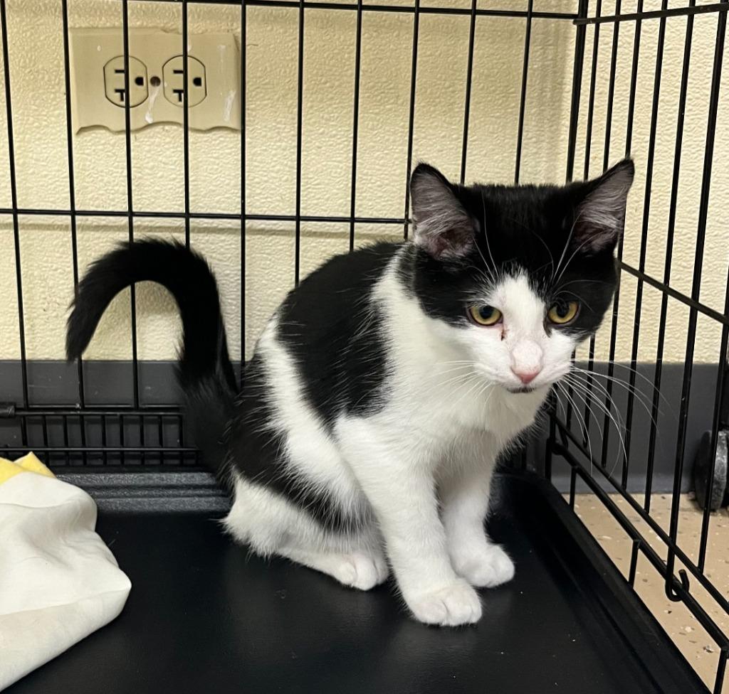 Enlarge Storm, a Adoptable mixed breed in Shorewood, IL image 4/5