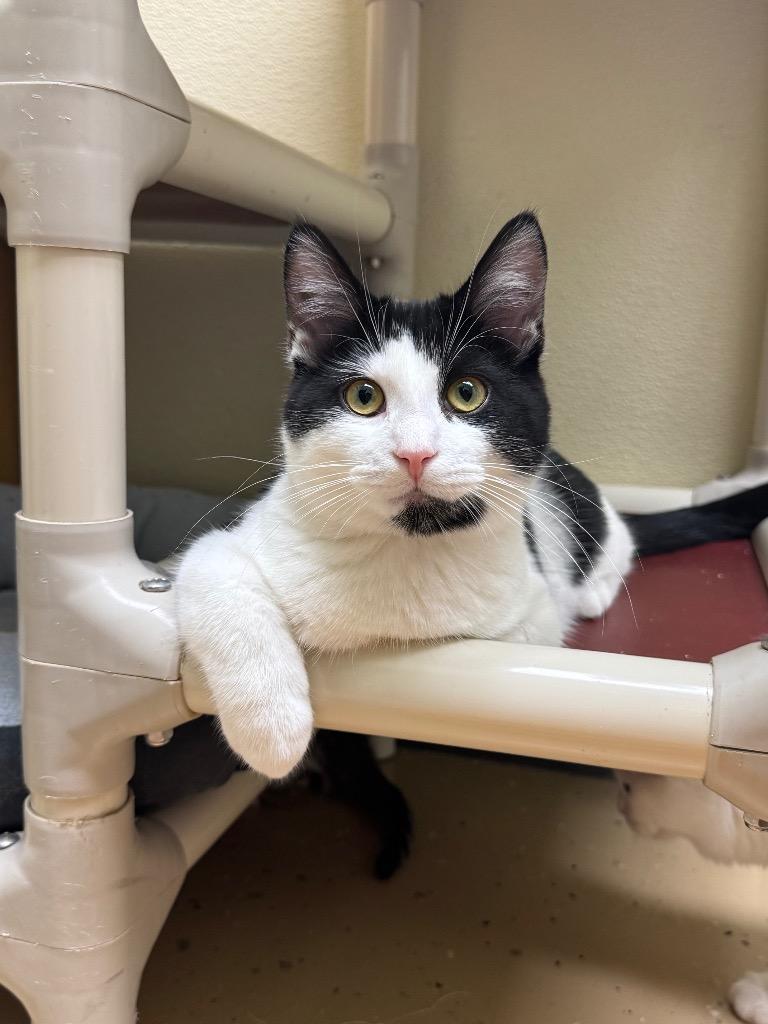 Enlarge Storm, a Adoptable mixed breed in Shorewood, IL image 5/5