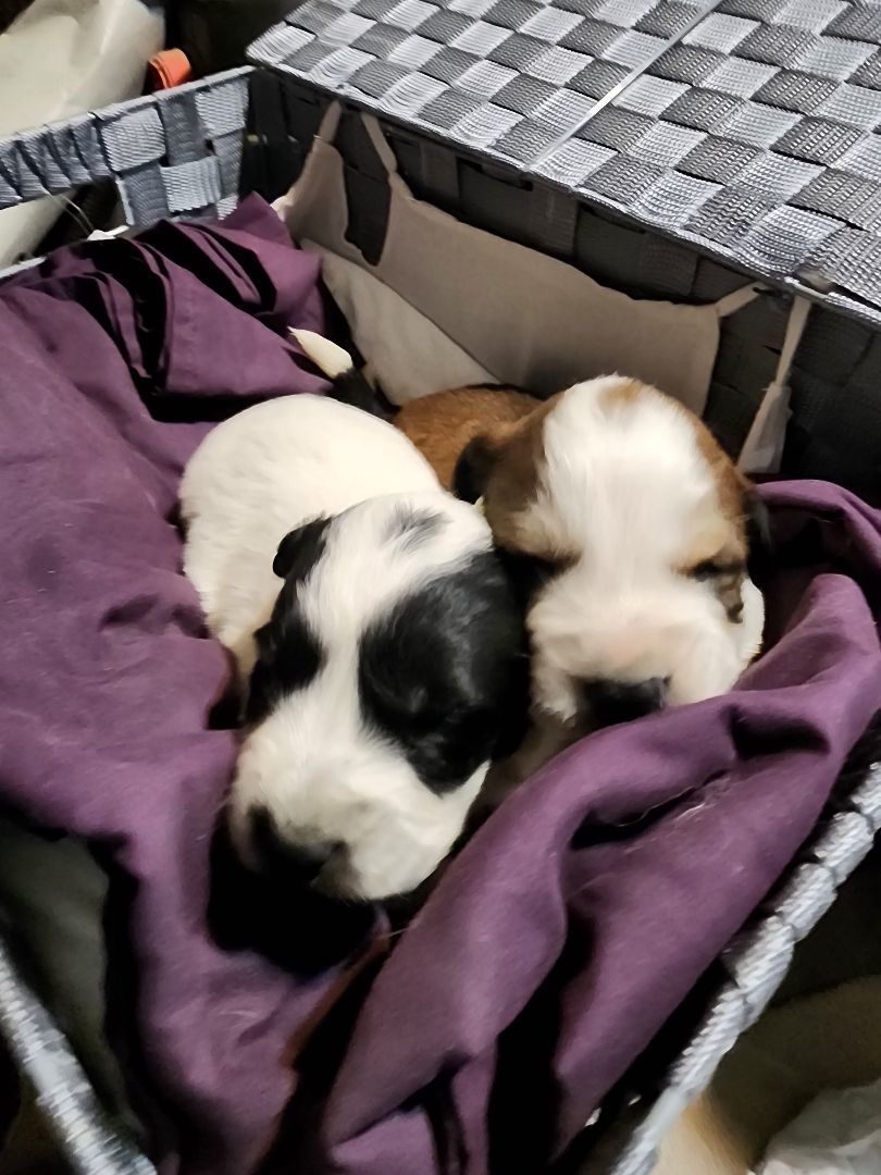Pyr Aussie mix puppies, Adoptable, Puppy Male Great Pyrenees.