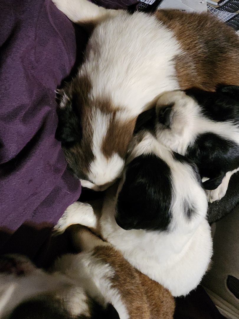 Enlarge Pyr Aussie mix puppies, a Adoptable Great Pyrenees in Merit, TX image 2/4
