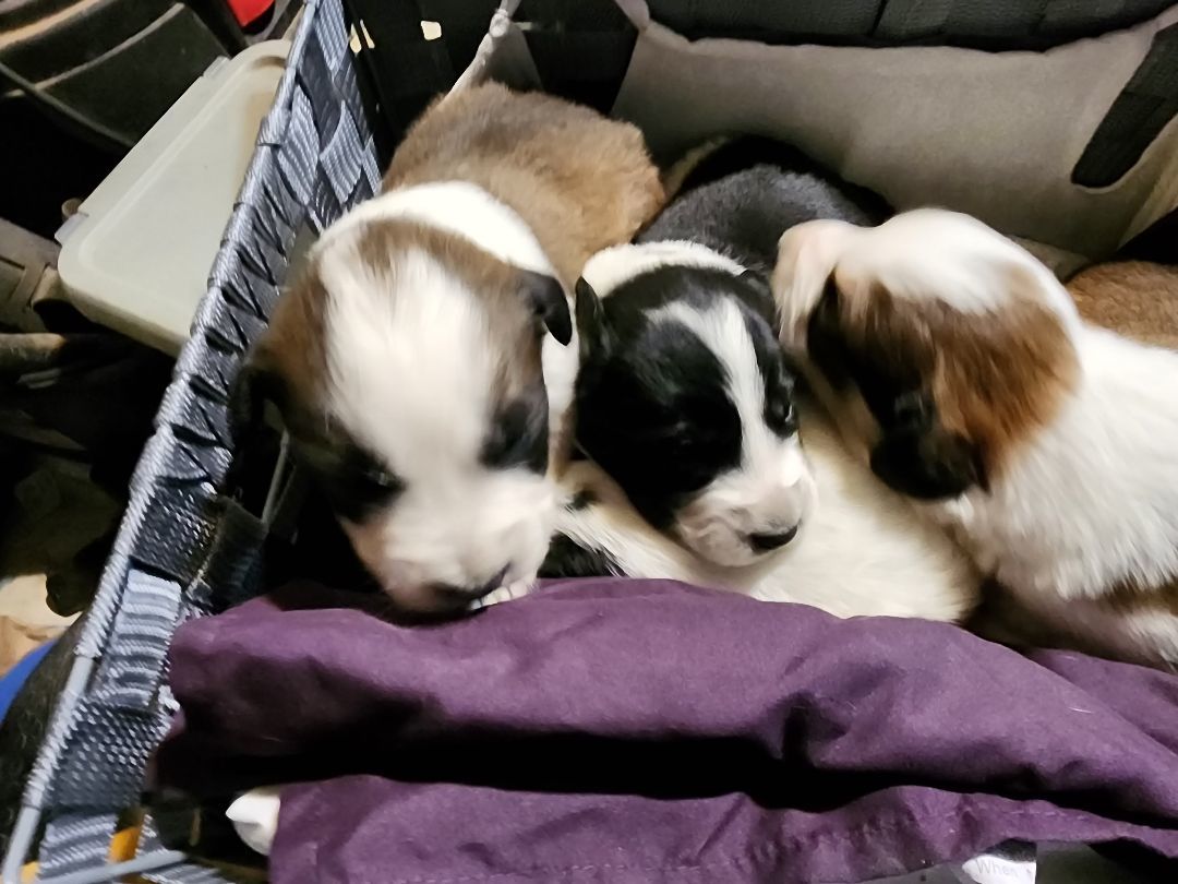 Enlarge Pyr Aussie mix puppies, a Adoptable Great Pyrenees in Merit, TX image 3/4