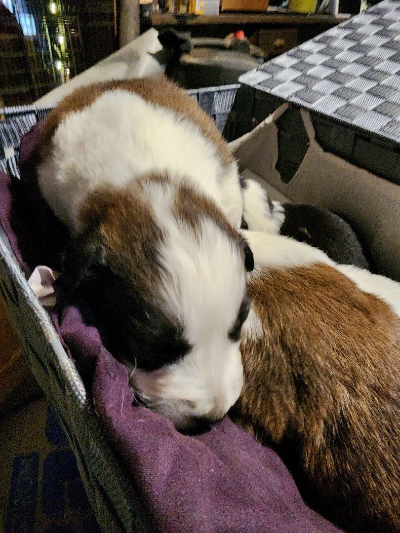 Enlarge Pyr Aussie mix puppies, a Adoptable Great Pyrenees in Merit, TX image 4/4