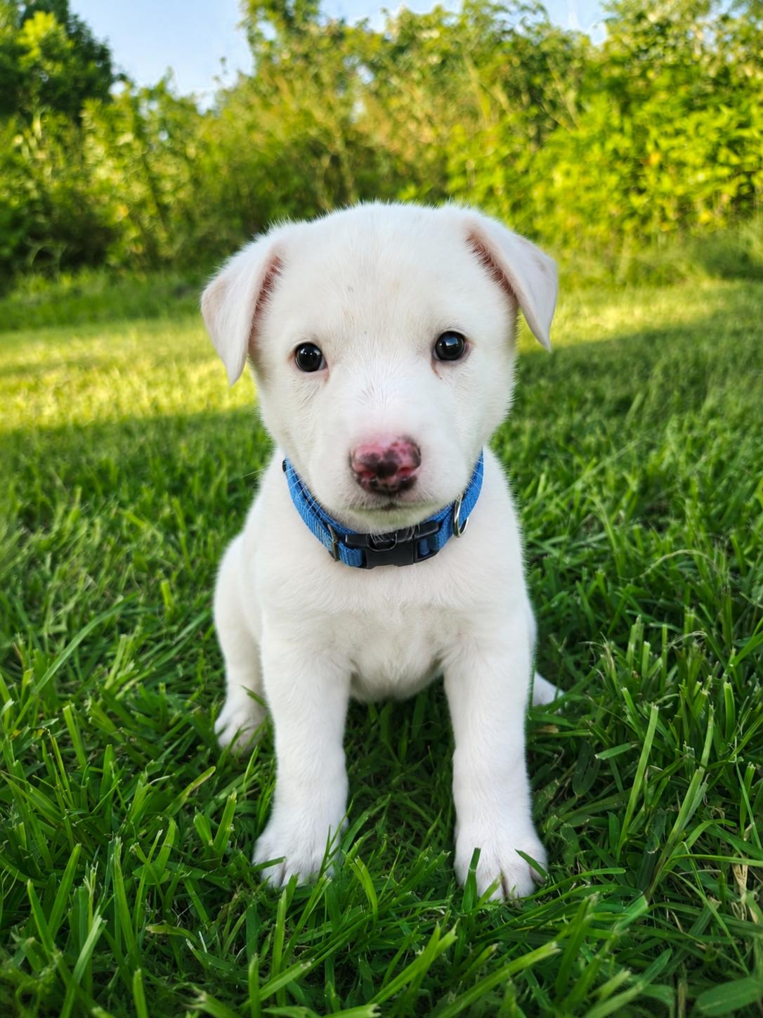 Koda, a Adoptable Terrier in Omaha, NE image 2/6
