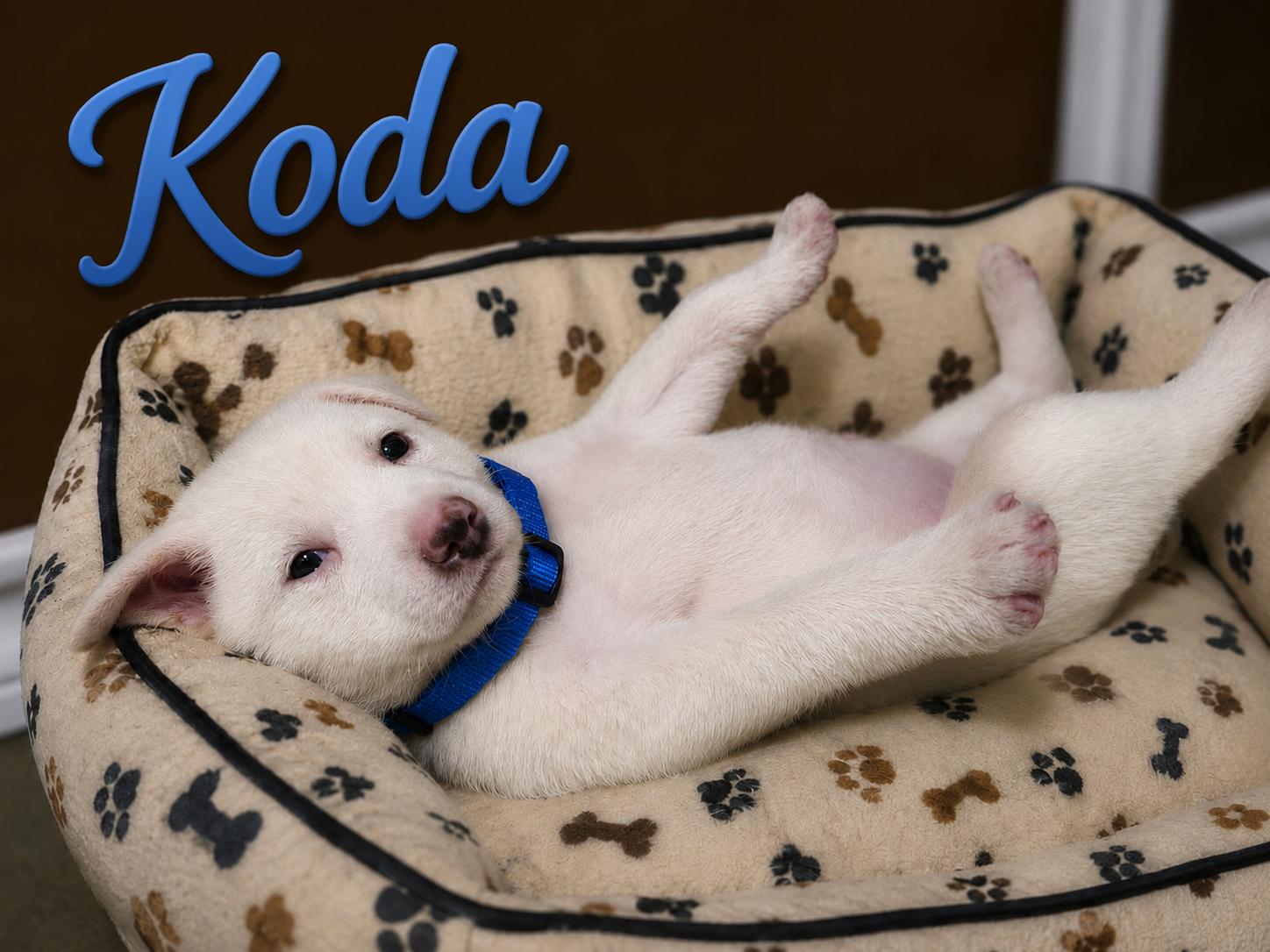 Koda, a Adoptable Terrier in Omaha, NE image 4/6