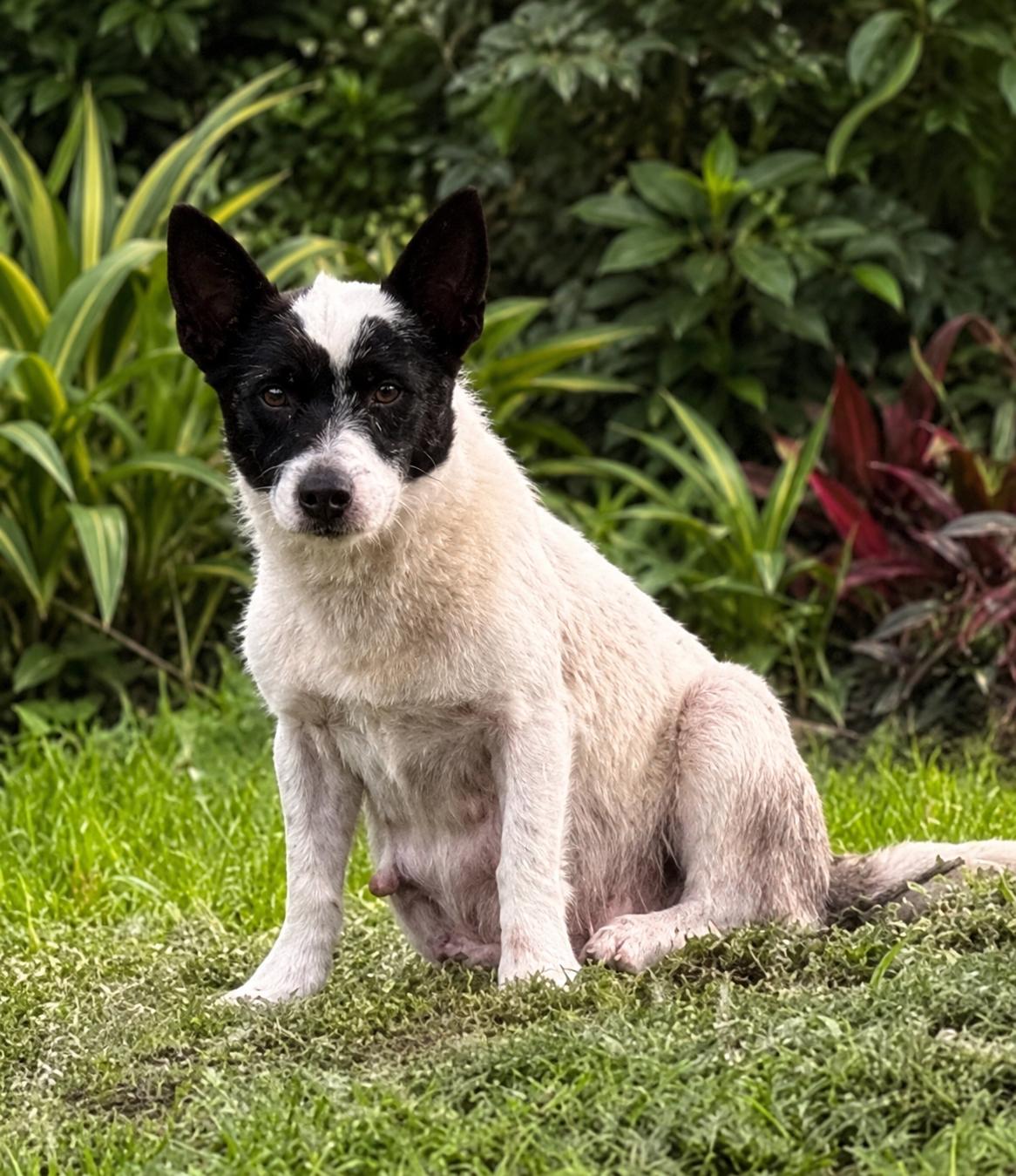 Koda, a Adoptable Terrier in Omaha, NE image 5/6