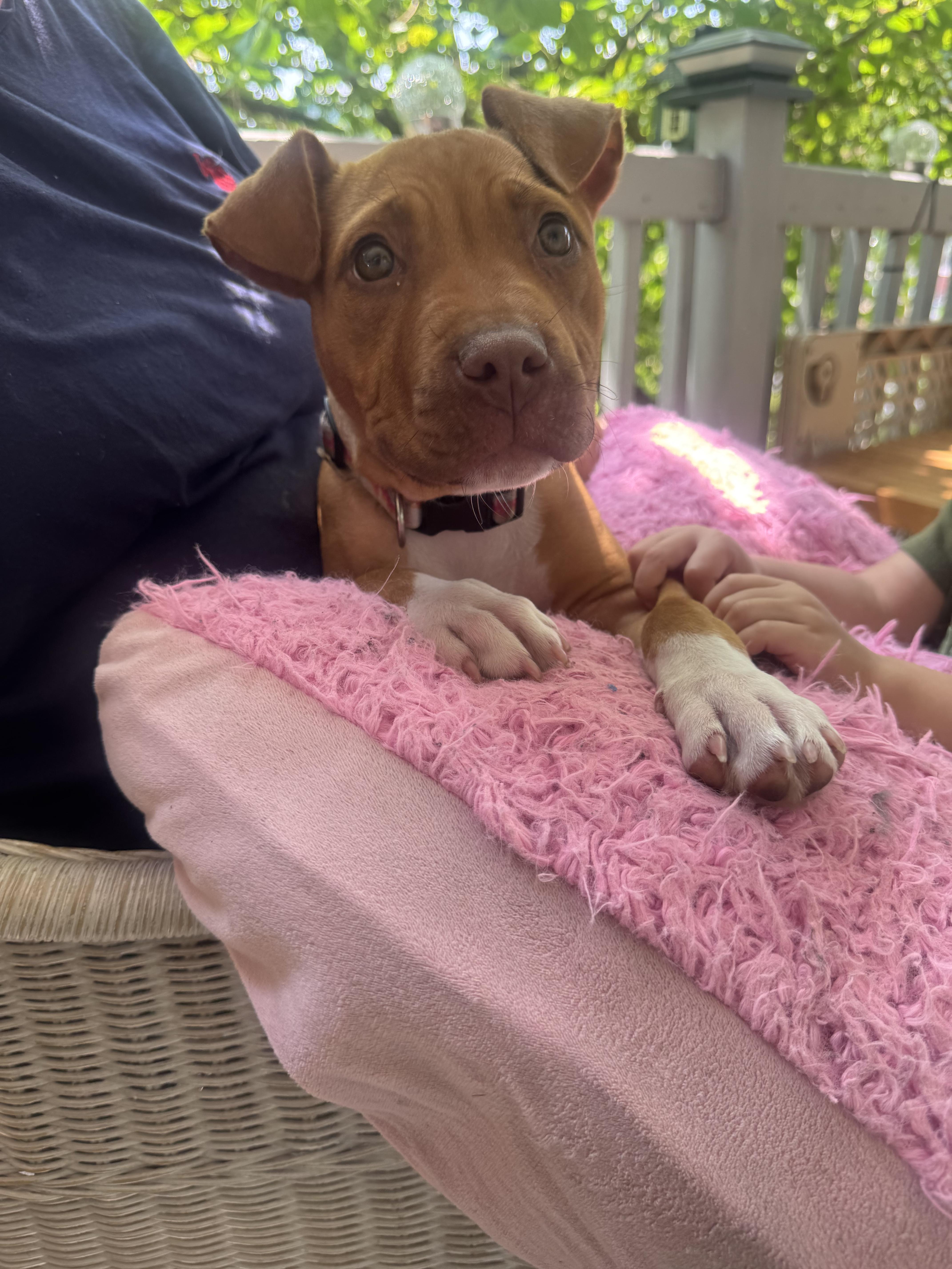 Piper, a ADOPTABLE American Staffordshire Terrier in Auburn, PA image 3/6