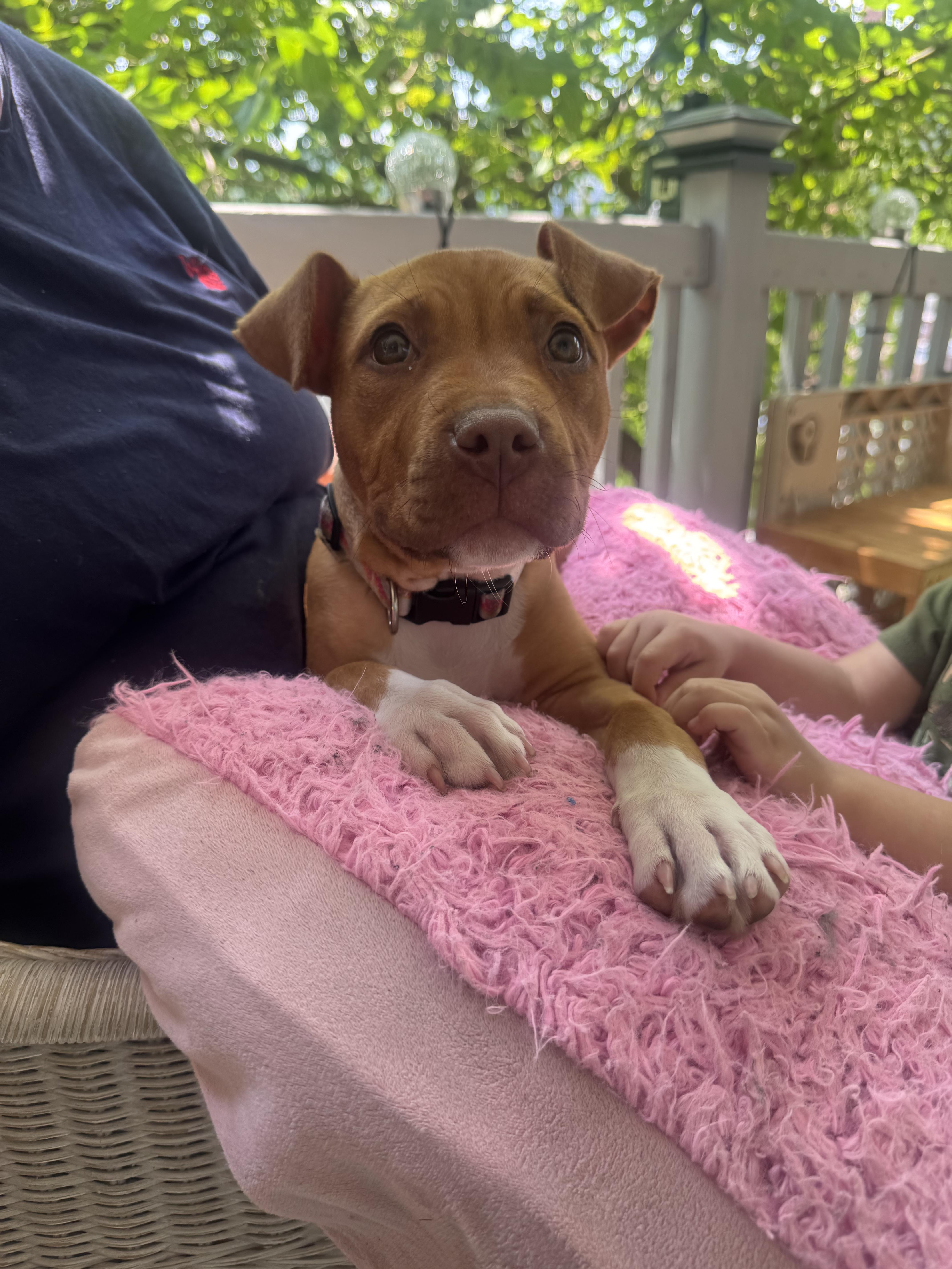 Piper, ADOPTABLE, Puppy Female American Staffordshire Terrier.