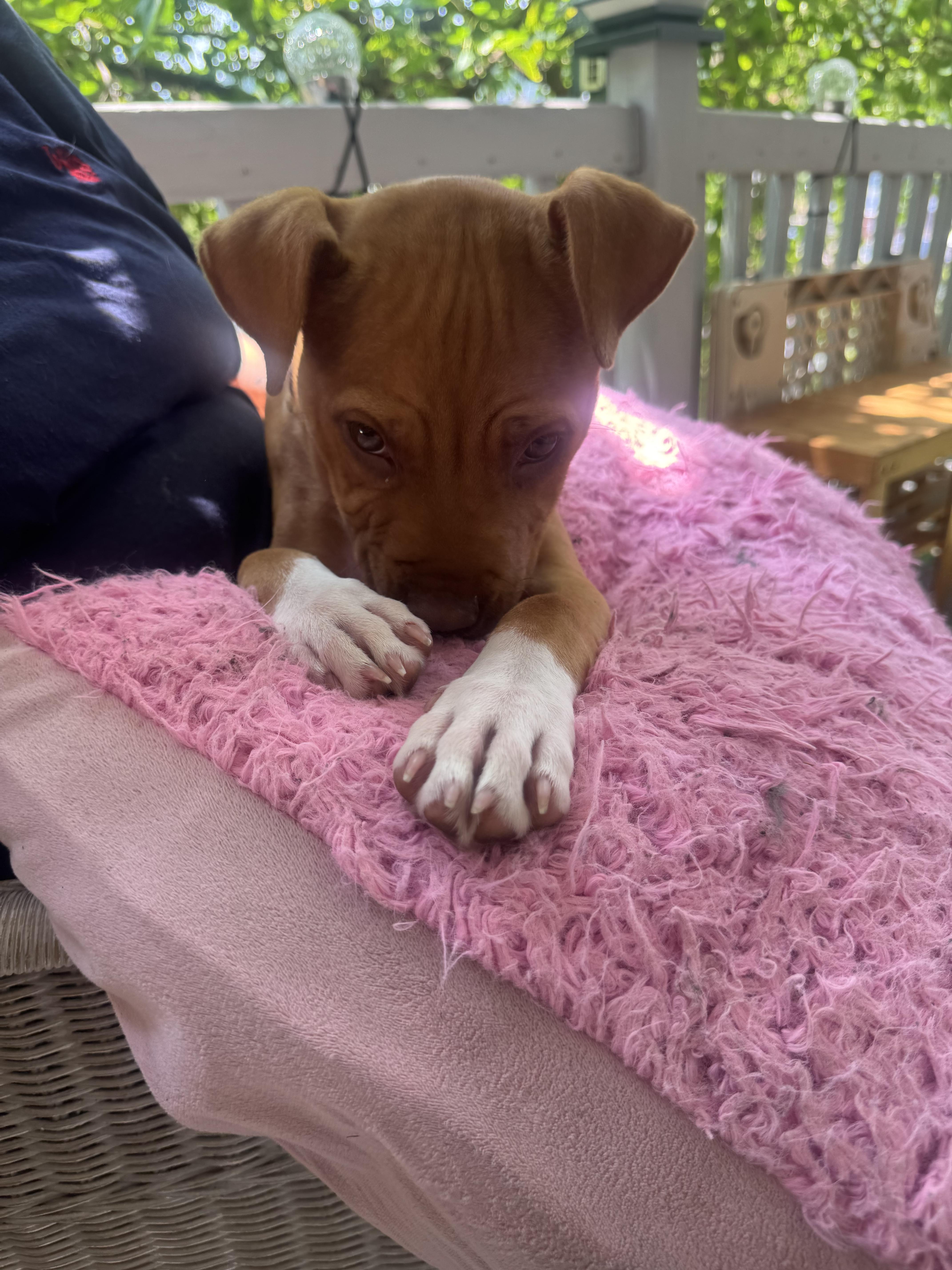 Piper, a ADOPTABLE American Staffordshire Terrier in Auburn, PA image 4/6