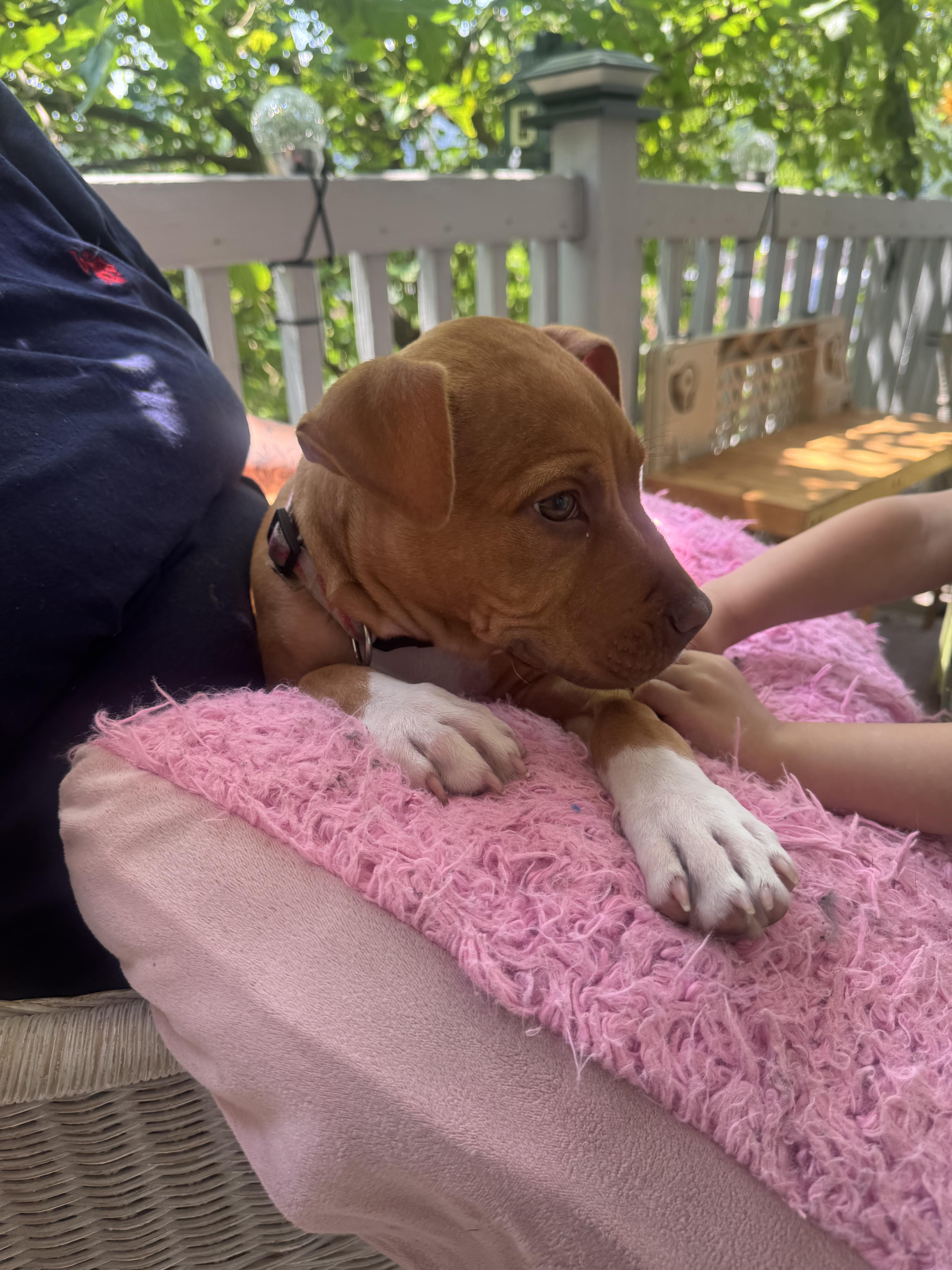 Piper, a ADOPTABLE American Staffordshire Terrier in Auburn, PA image 2/6