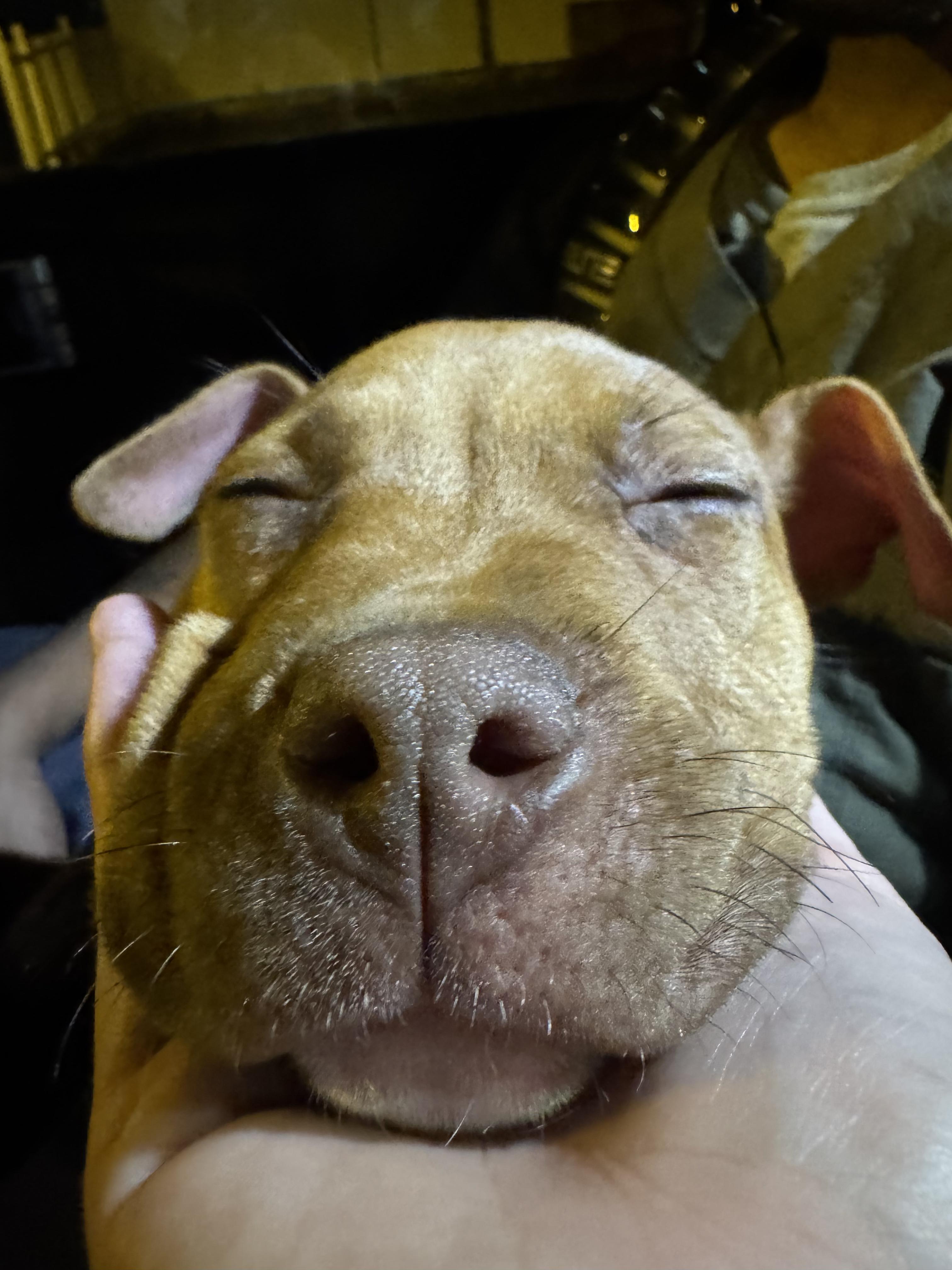 Piper, a ADOPTABLE American Staffordshire Terrier in Auburn, PA image 5/6