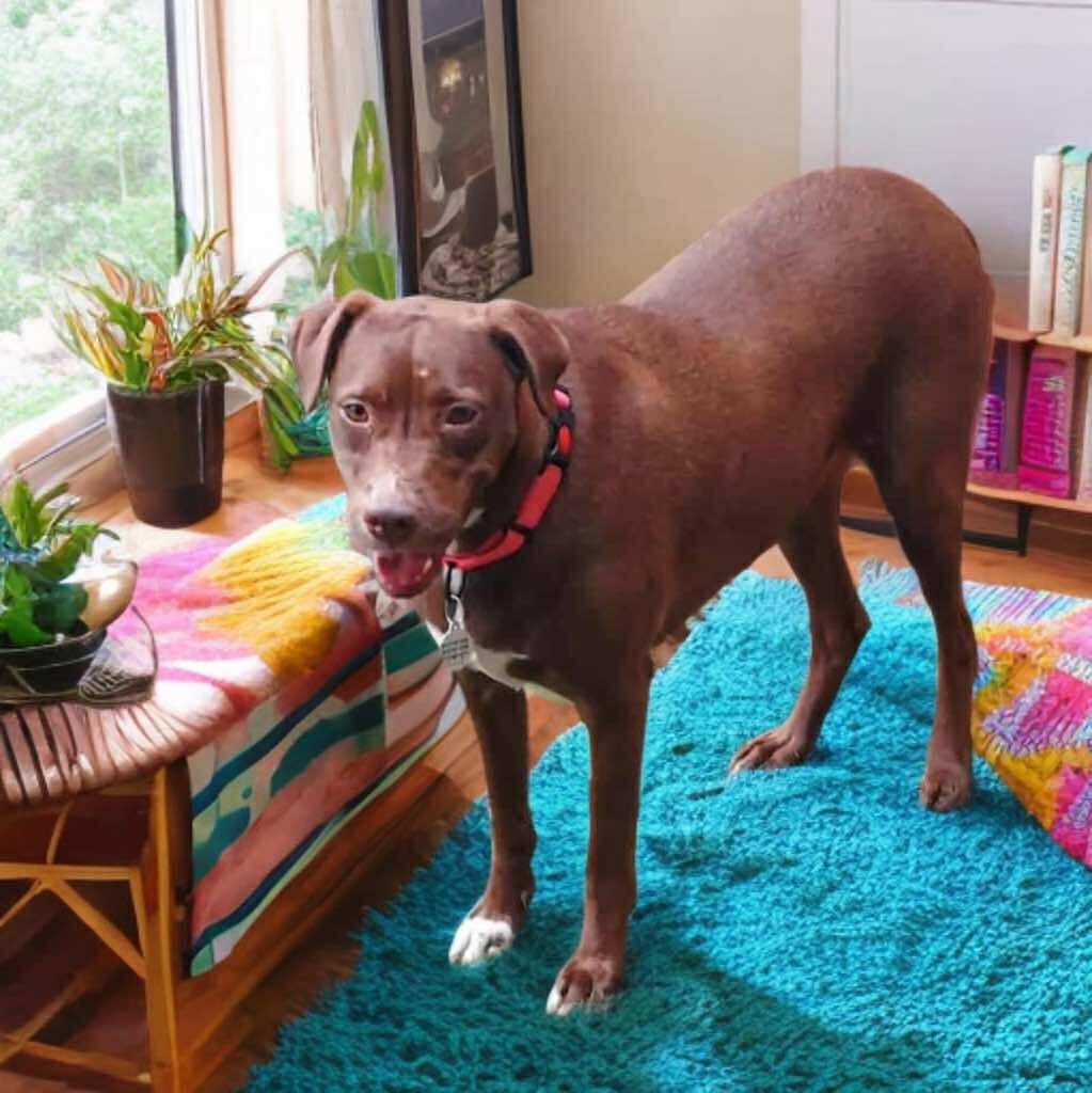 Enlarge Winter, a Adoptable mixed breed in Kansas City, MO image 3/6